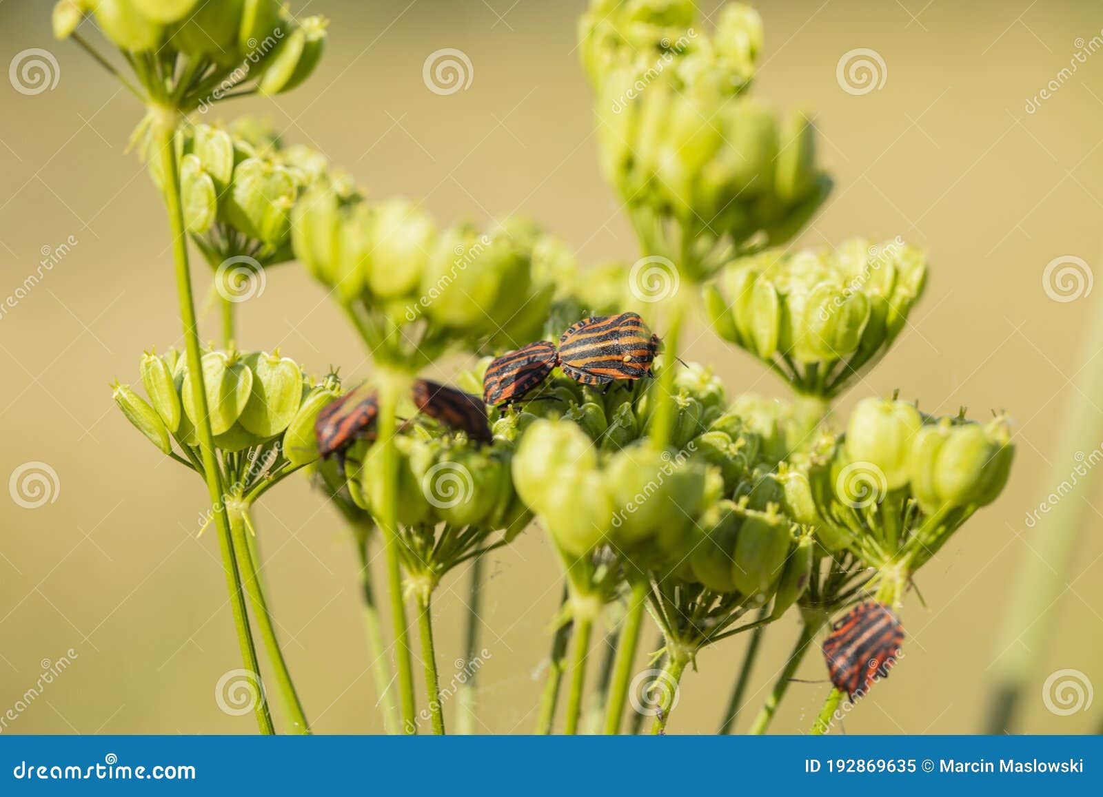 Colorful Insect on a Blade of Grass, Close Up Stock Image Image of