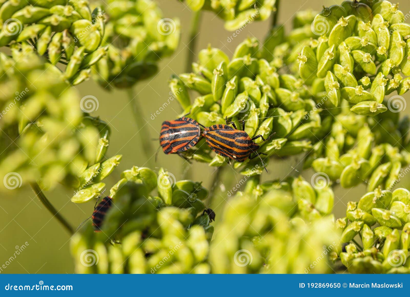Colorful Insect on a Blade of Grass, Close Up Stock Photo Image of