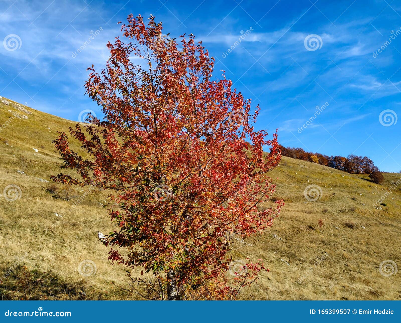 Colorful Isolate Lone Tree On A Green Grass Hill During Beautiful Blue
