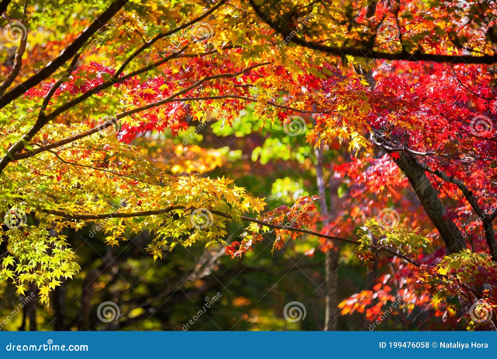 Colorful Japanese Maple Leaves During Momiji Season At Kinkakuji Garden Kyoto Japan Stock Photo Image Of Nature Frame