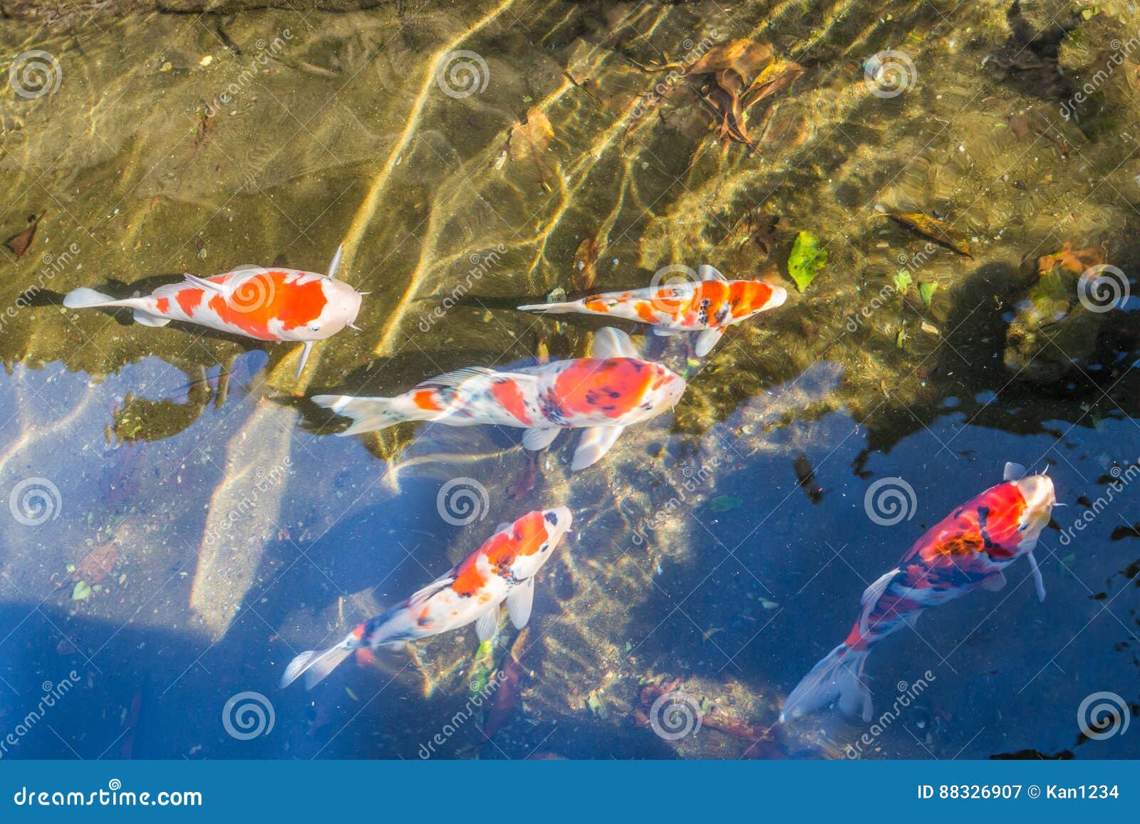 colorful koi fancy craps swim in clear water in city ditch