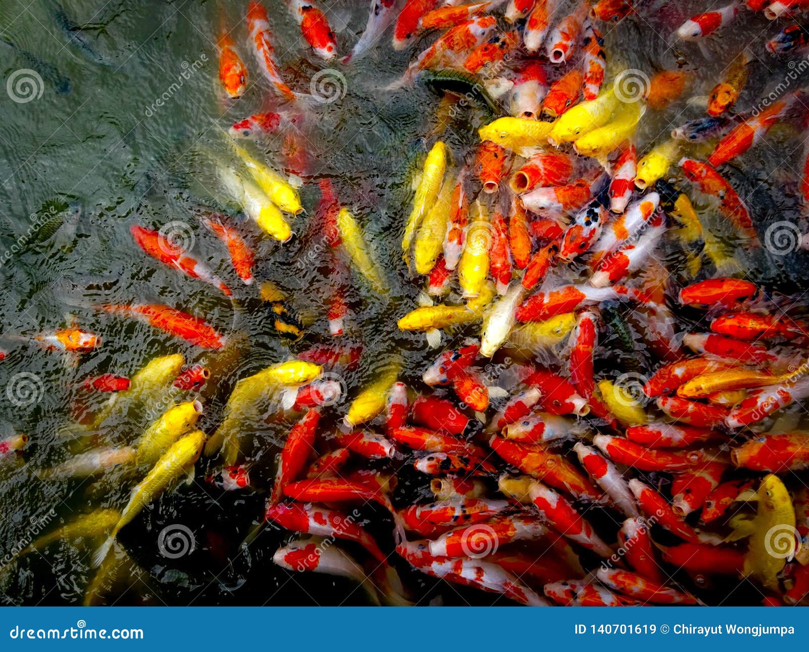 Koi Fish feed stock image. Image of pool, fish, travel 140701619