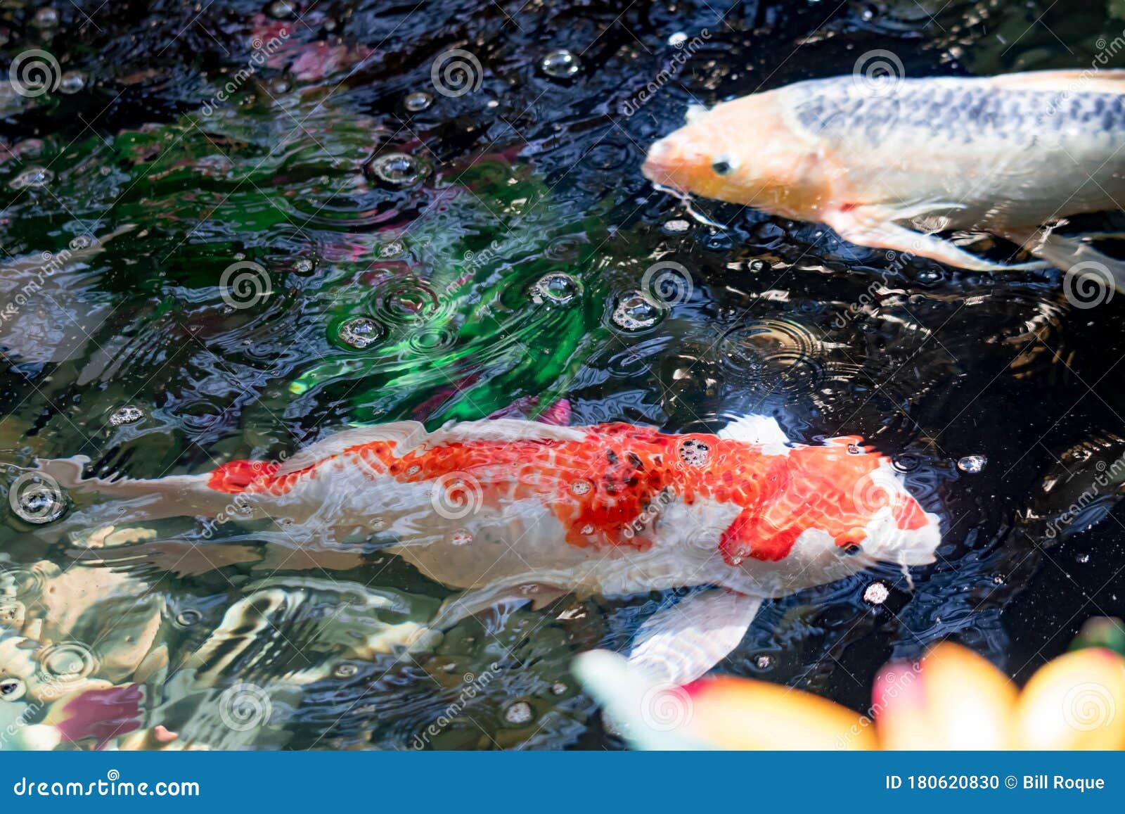 Colorful KOI Fish on a Pond for Good Luck Stock Photo Image of