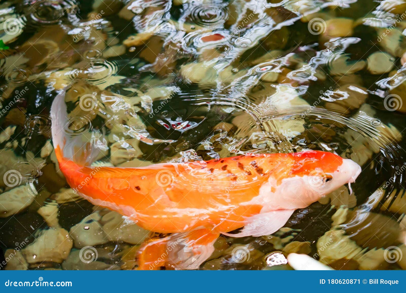 Colorful KOI Fish on a Pond for Good Luck Stock Image Image of water, oriental 180620871