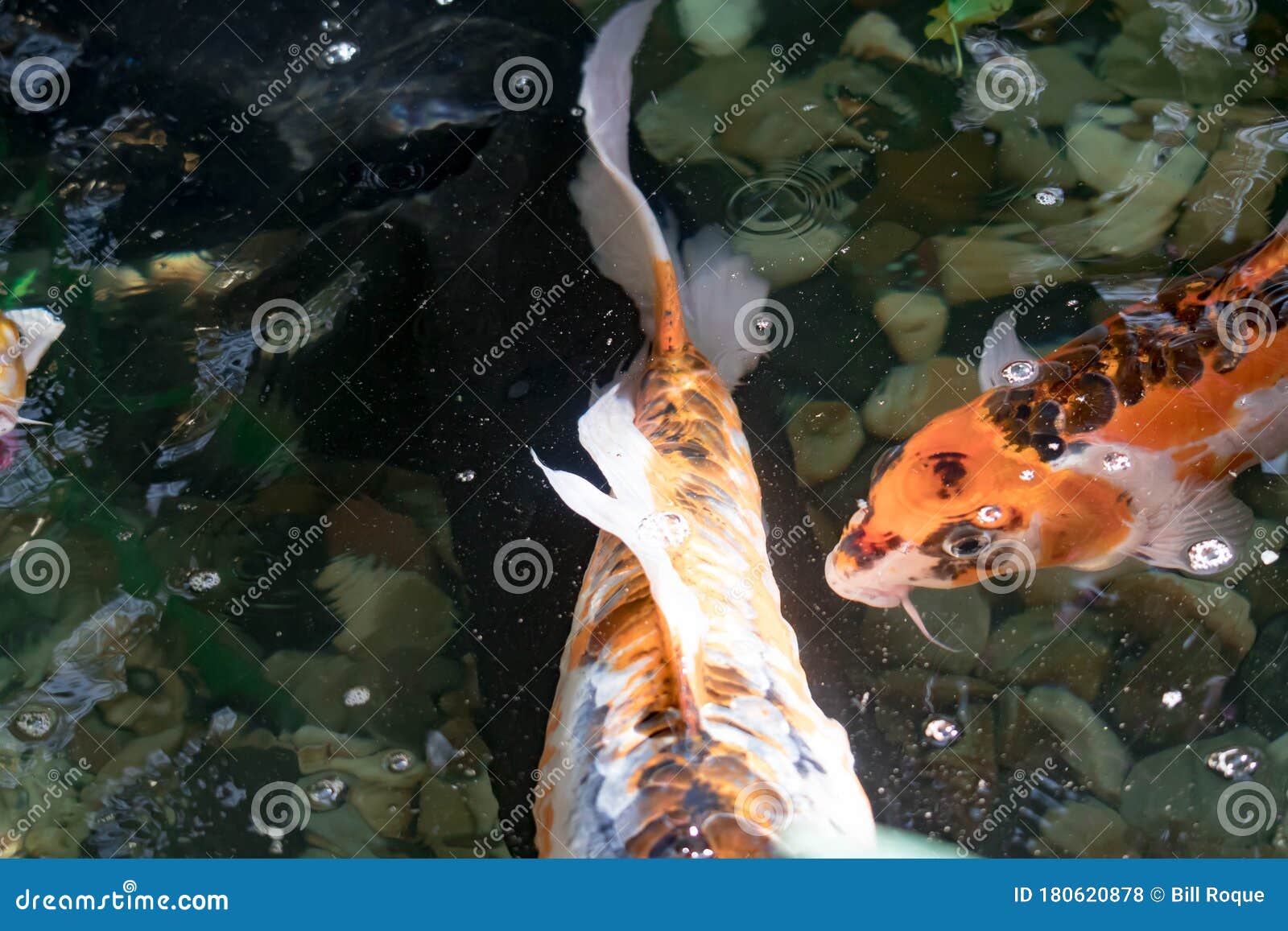 Colorful KOI Fish on a Pond for Good Luck Stock Photo Image of carp, fish 180620878