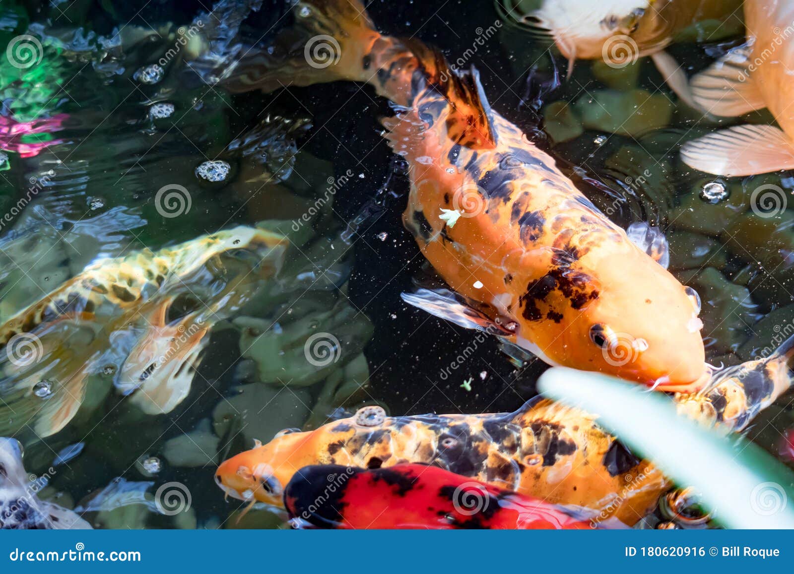 Colorful KOI Fish on a Pond for Good Luck Stock Photo Image of water, garden 180620916