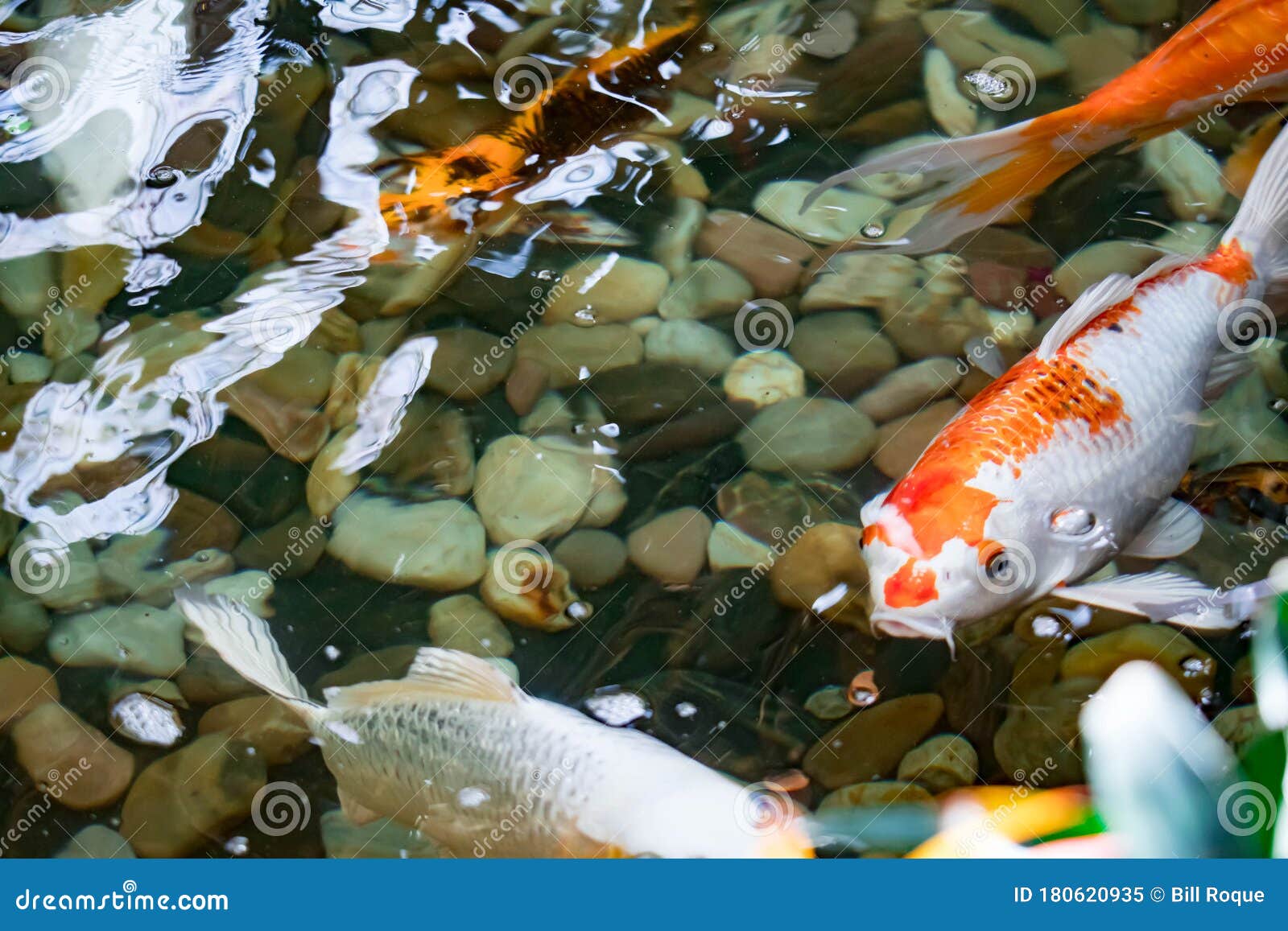 Colorful KOI Fish on a Pond for Good Luck Stock Image Image of lake