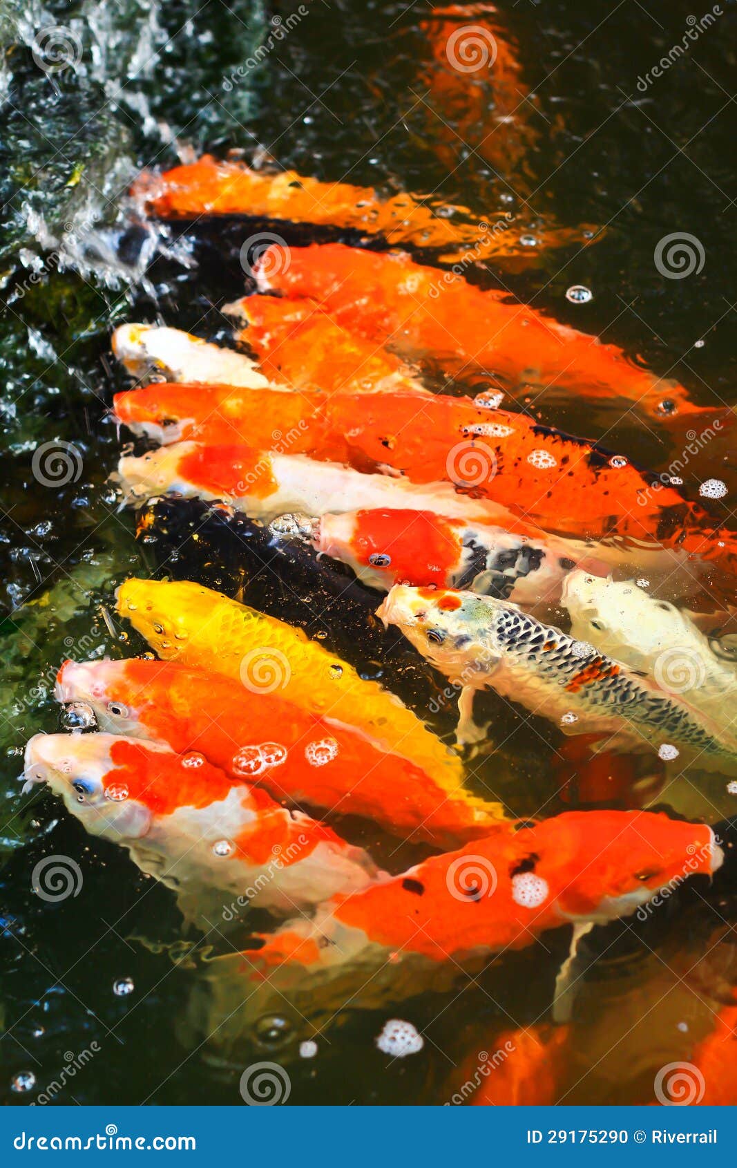 Colorful Kois stock photo. Image of garden, decor, orange 29175290