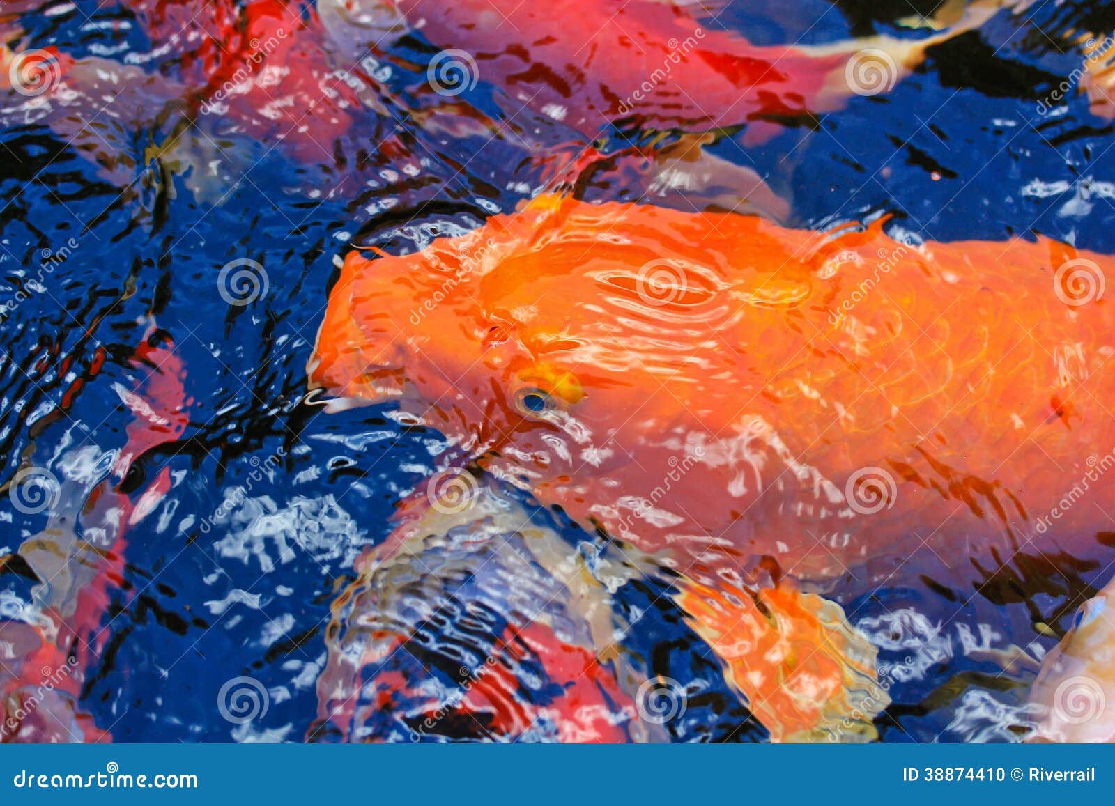 Colorful Kois or carps stock photo. Image of fortune 38874410