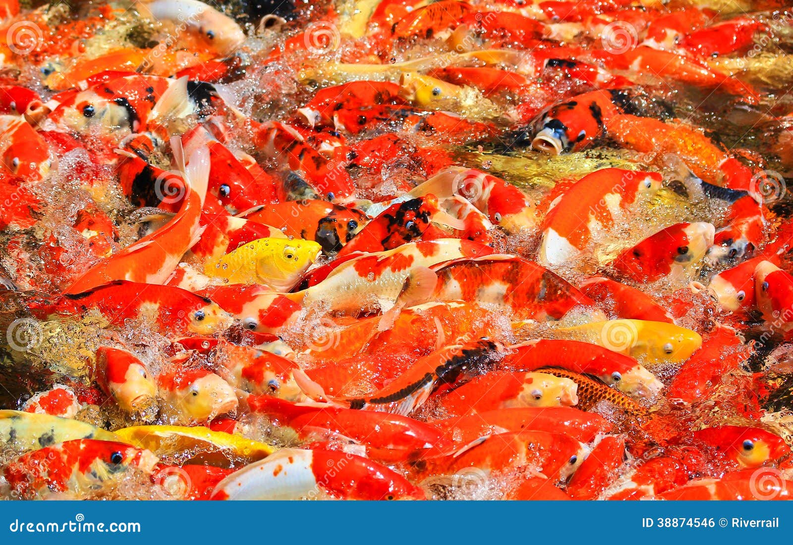 Colorful Kois or carps stock photo. Image of fish, lake 38874546