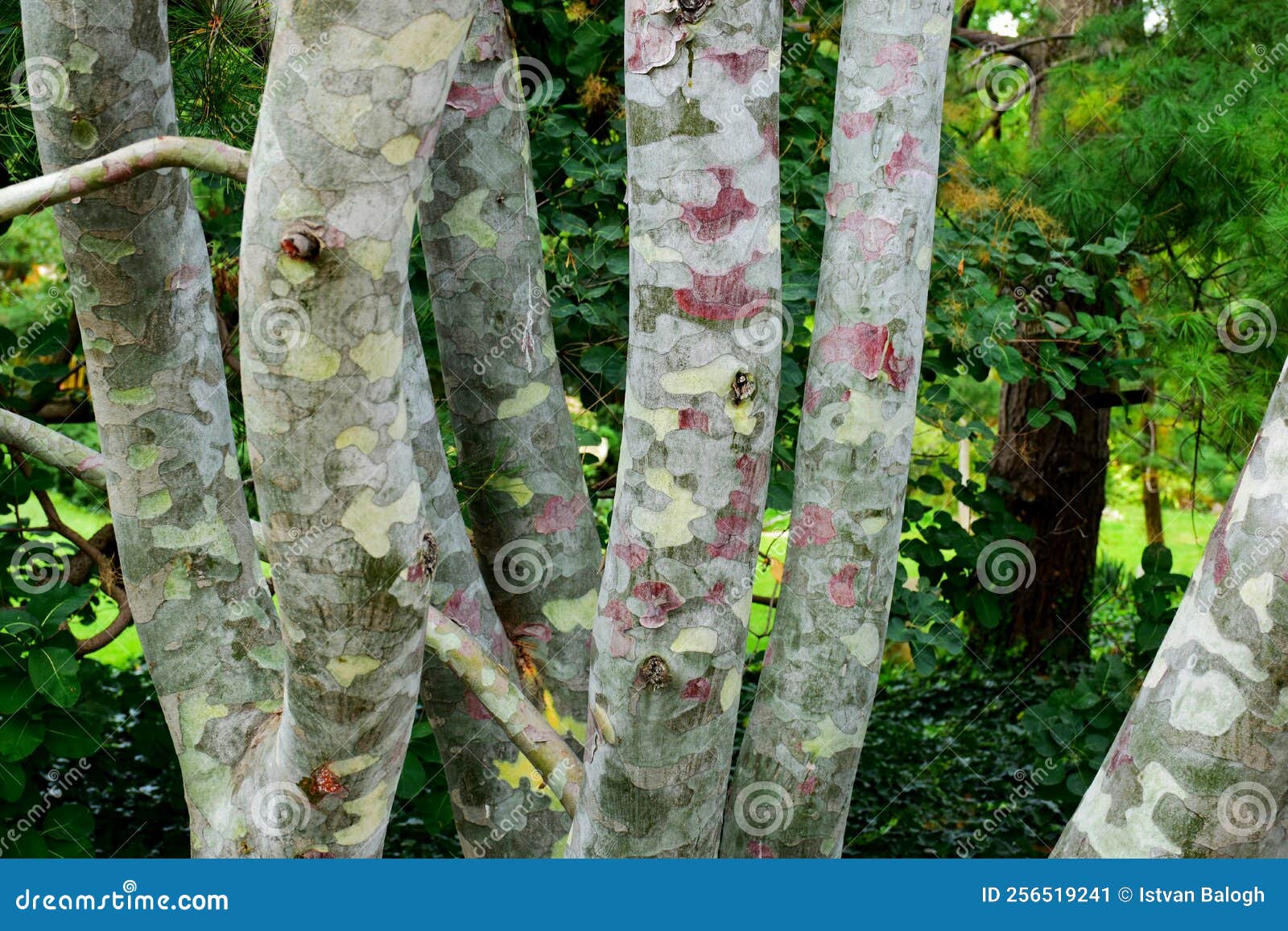 lacebark pine with multiple trunks. closeup view. lush green background