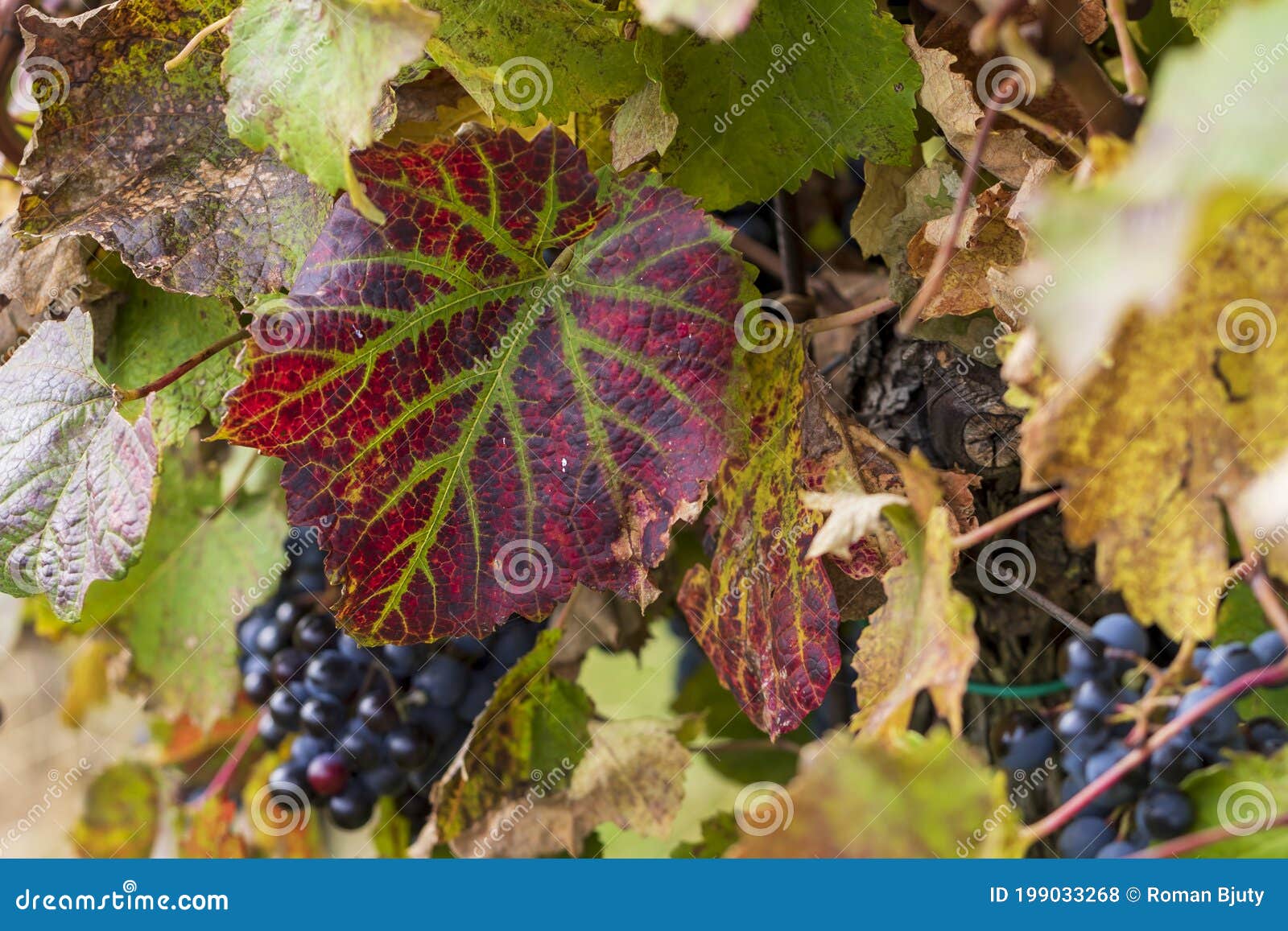 colorful leaf in the vineyard. in the background are grapes of wine