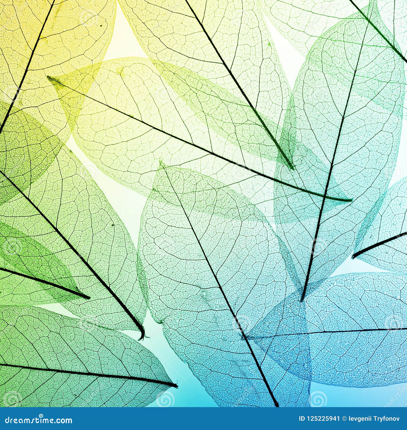 Colorful Leaves Background. Leaf Texture Stock Image - Image of hape,  decor: 125225941