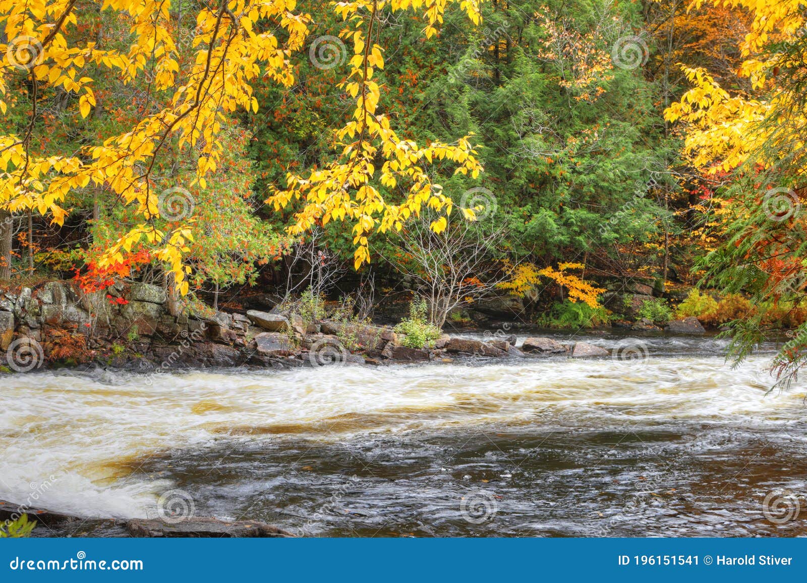 Colorful Leaves and Rapids at Algonquin Provincial Park, Canada Stock