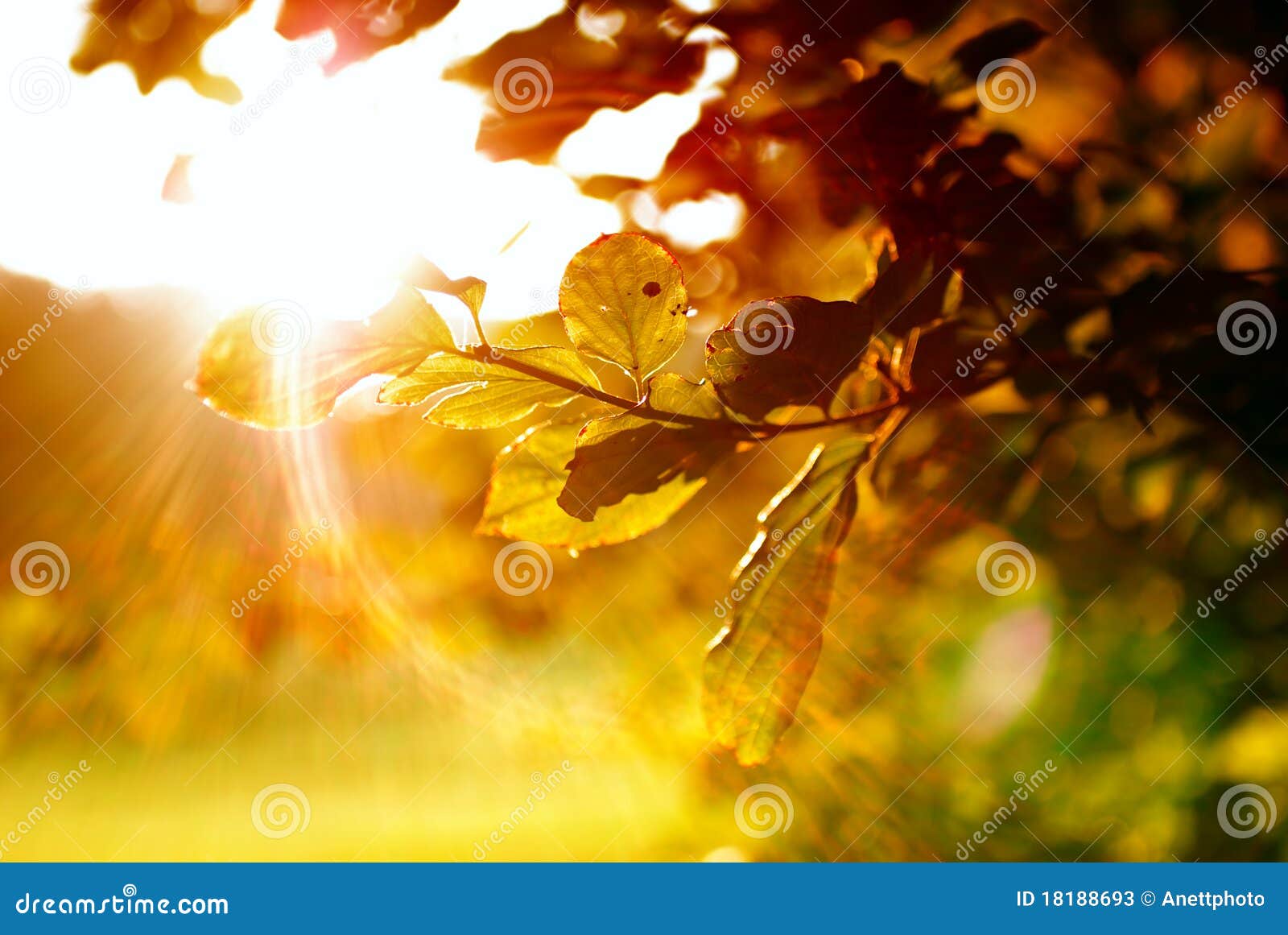colorful leaves with sunbeam