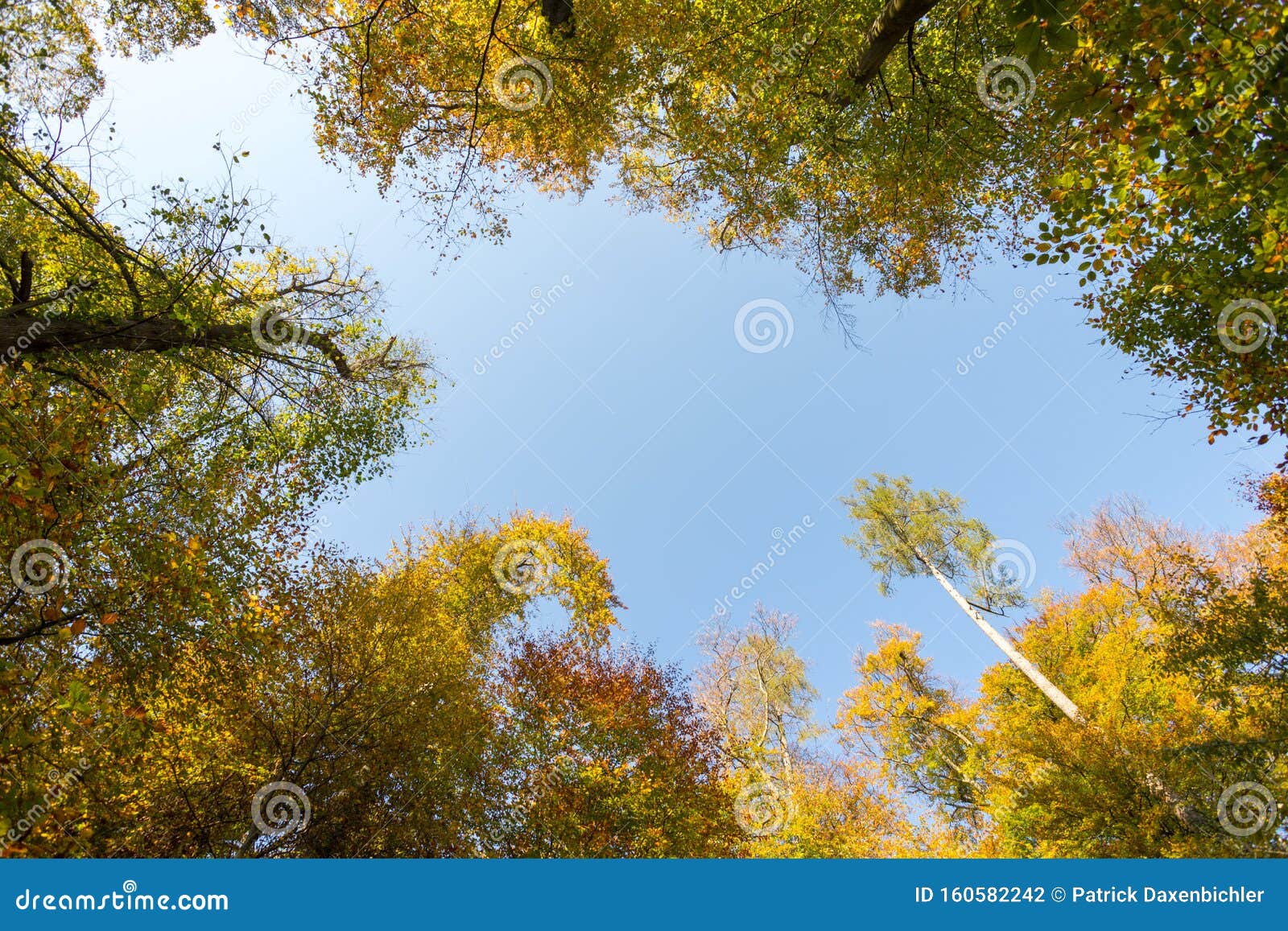 colorful leaves on a tree in autumn, park flair and blurry background