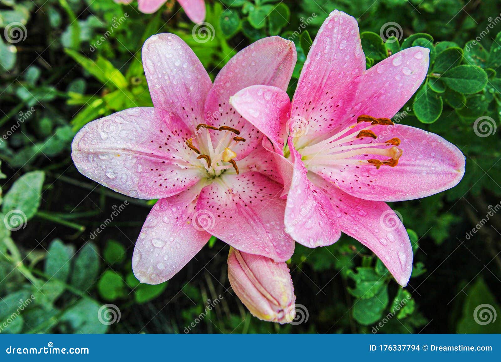 Colorful Lilies with Green Leaves. Beauty of Nature. Summer Flowers ...