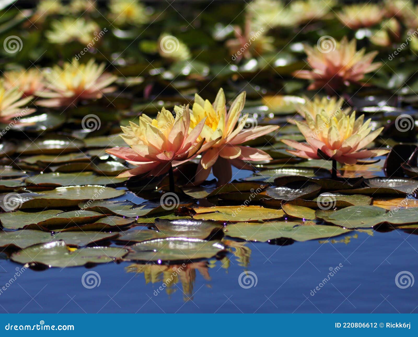 Colorful Lilies and Lilypads in the Sun Stock Photo Image of tranquil