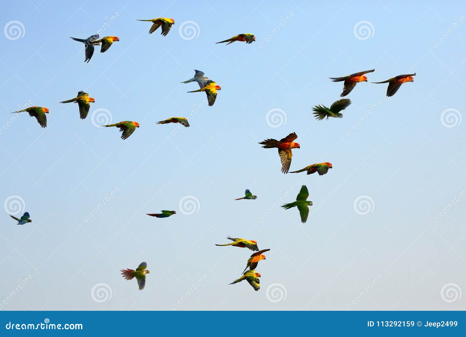 Parrots flying in the sky. stock image. Image of white 113292159