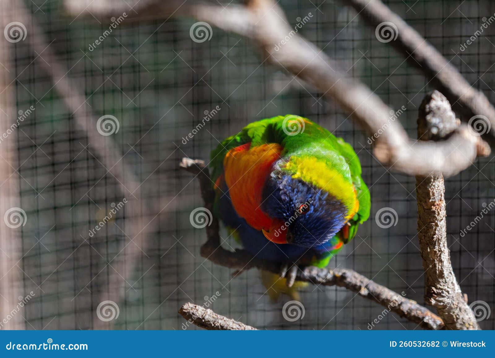 Colorful Loriini Bird Perched on the Tree Branch Stock Photo Image of