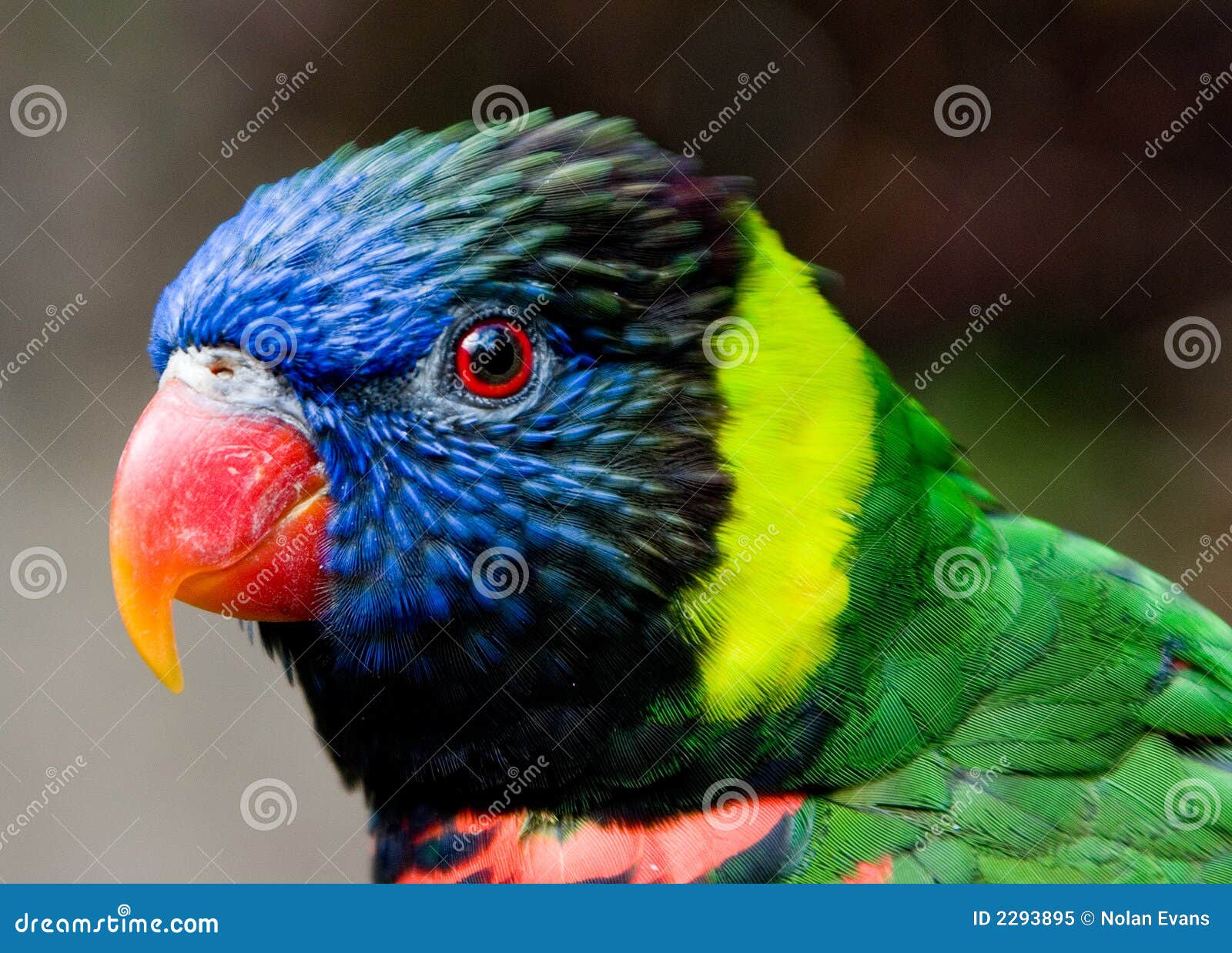 colorful lorikeet bird