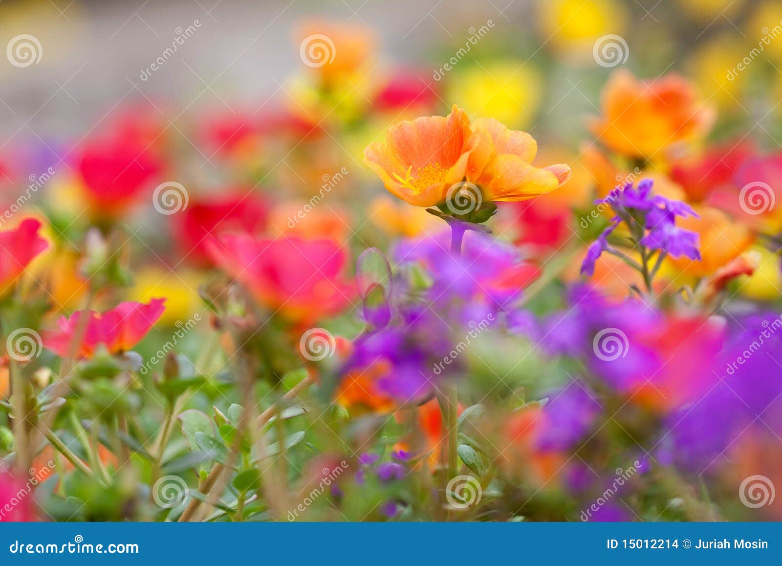 Colorful Low Growing Tropical Flowers Stock Images  Image: 15012214