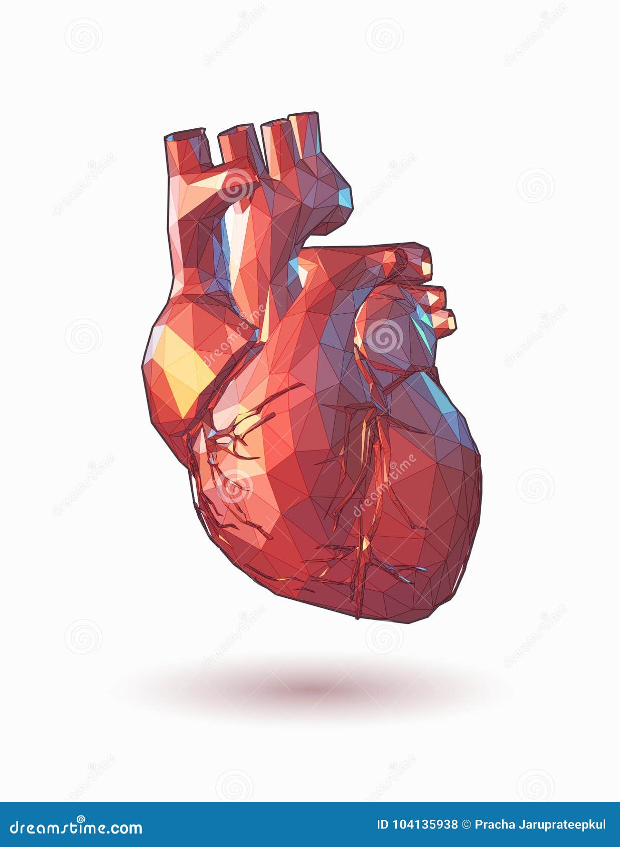 Human Heart Medical Vector Illustration Isolated Stock Vector