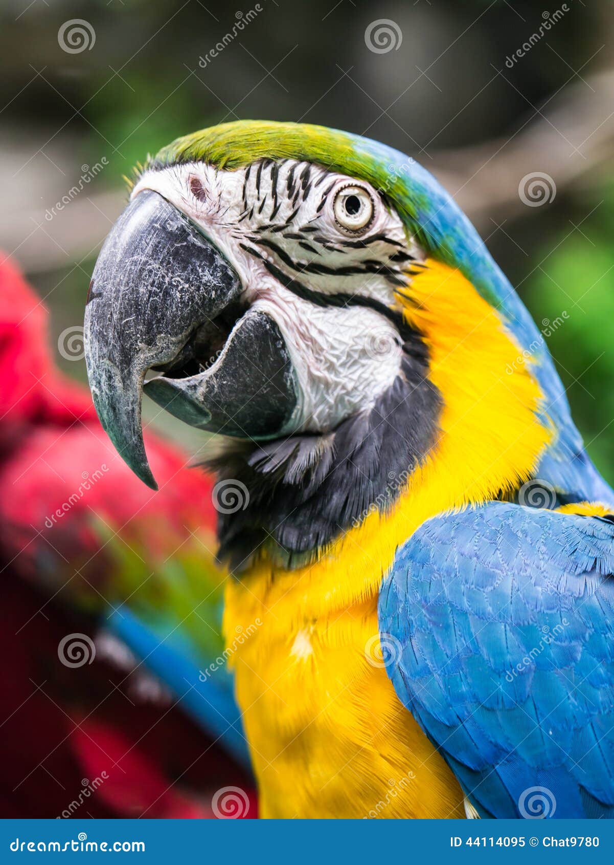 Colorful macaw parrot stock image. Image of bird, nature - 44114095