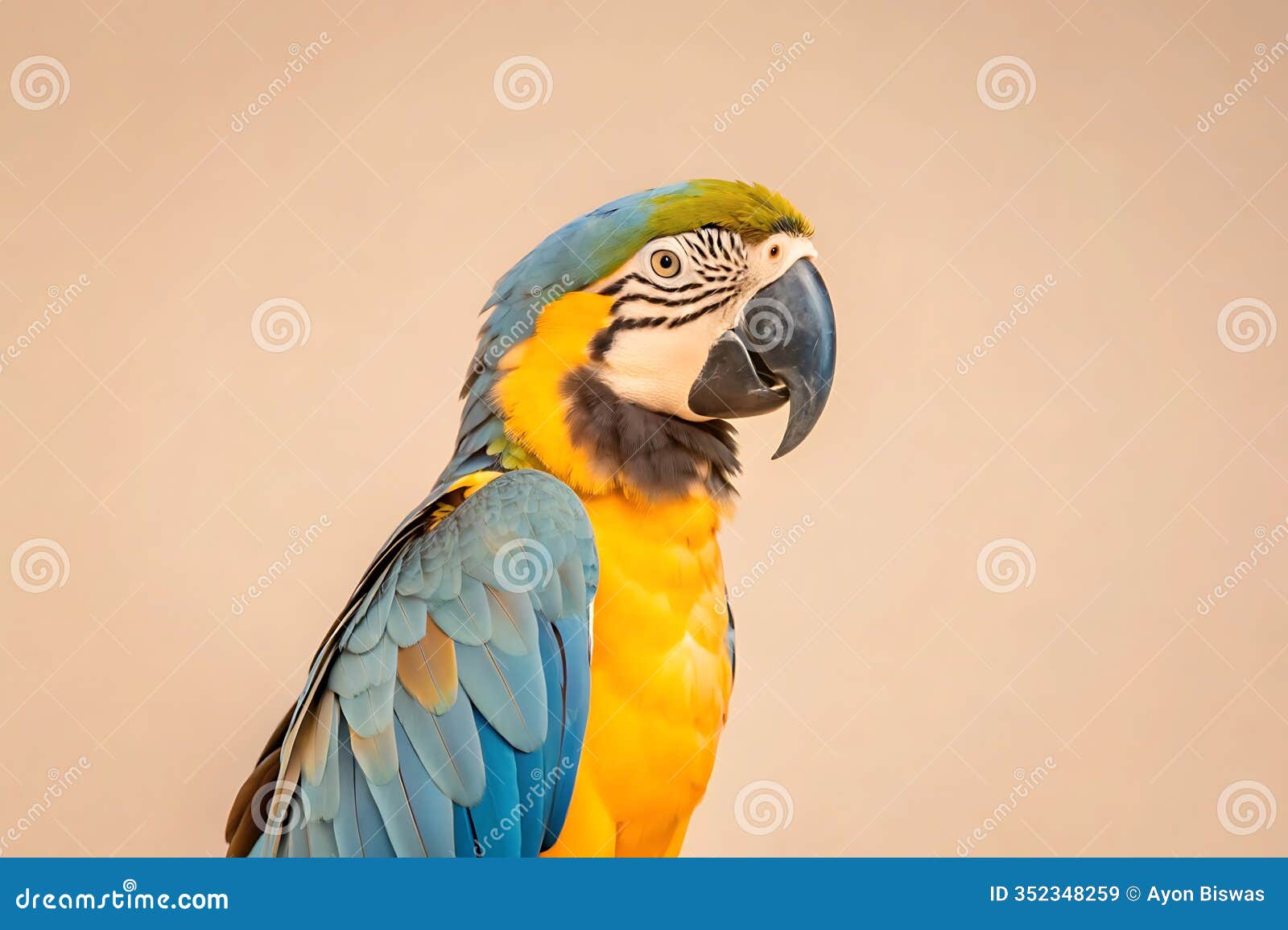 colorful macaw parrot with vibrant feathers  in studio background