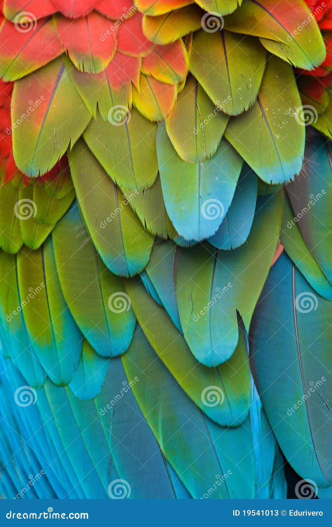 colorful macaw plumage