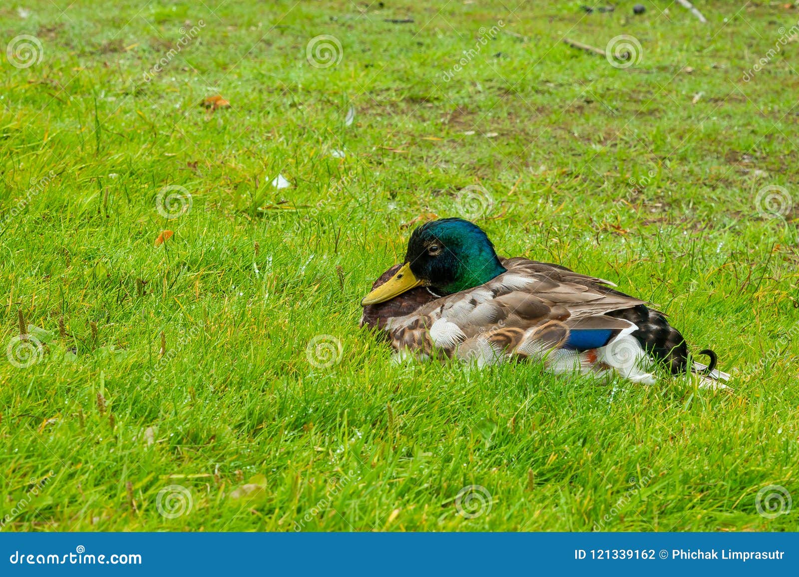 A Colorful Male Mallard is Sitting on the Grass. Stock Photo - Image of ...