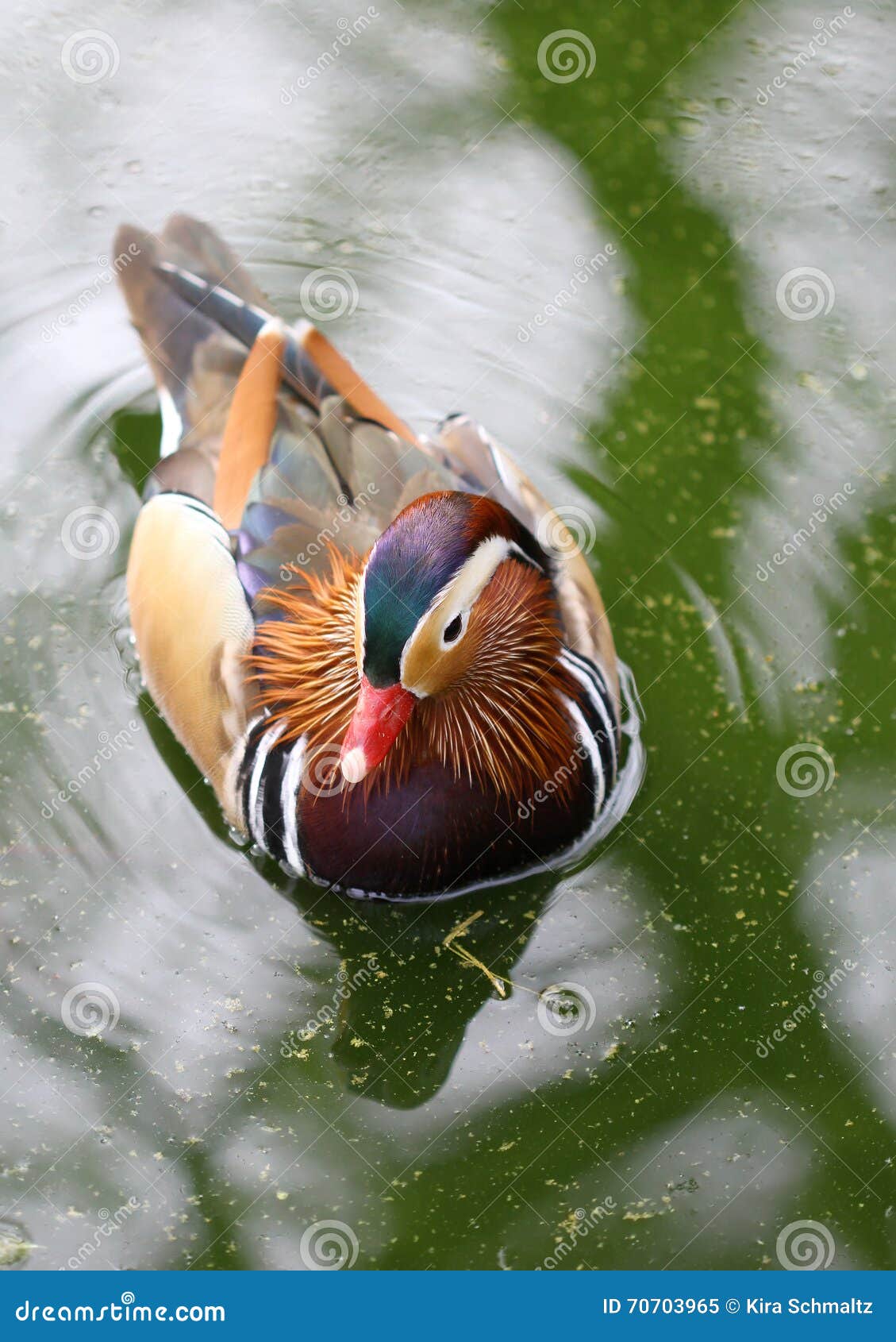 the colorful mandarina duck swimming in the lake