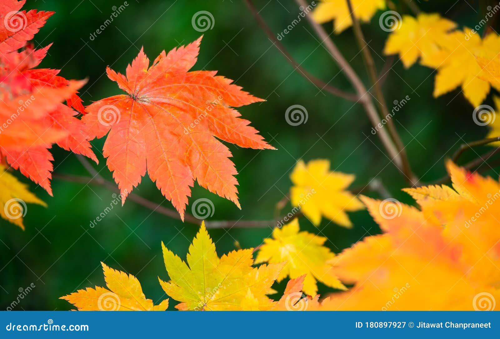 japanese for leaf on the wind japanese for leaf on the wind