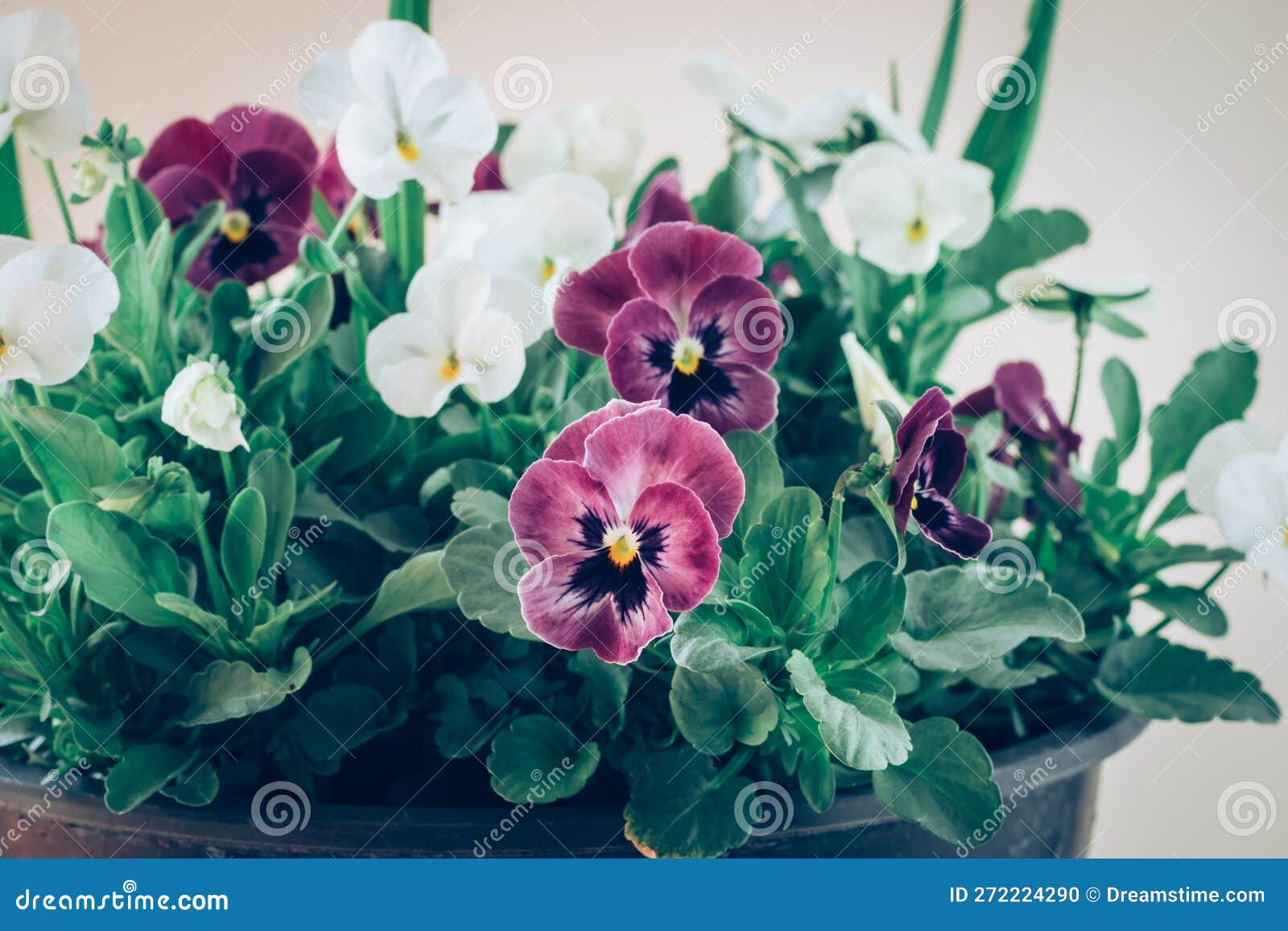 Colorful Mix of Viola Flowers Isolated, Copy Space Stock Photo Image