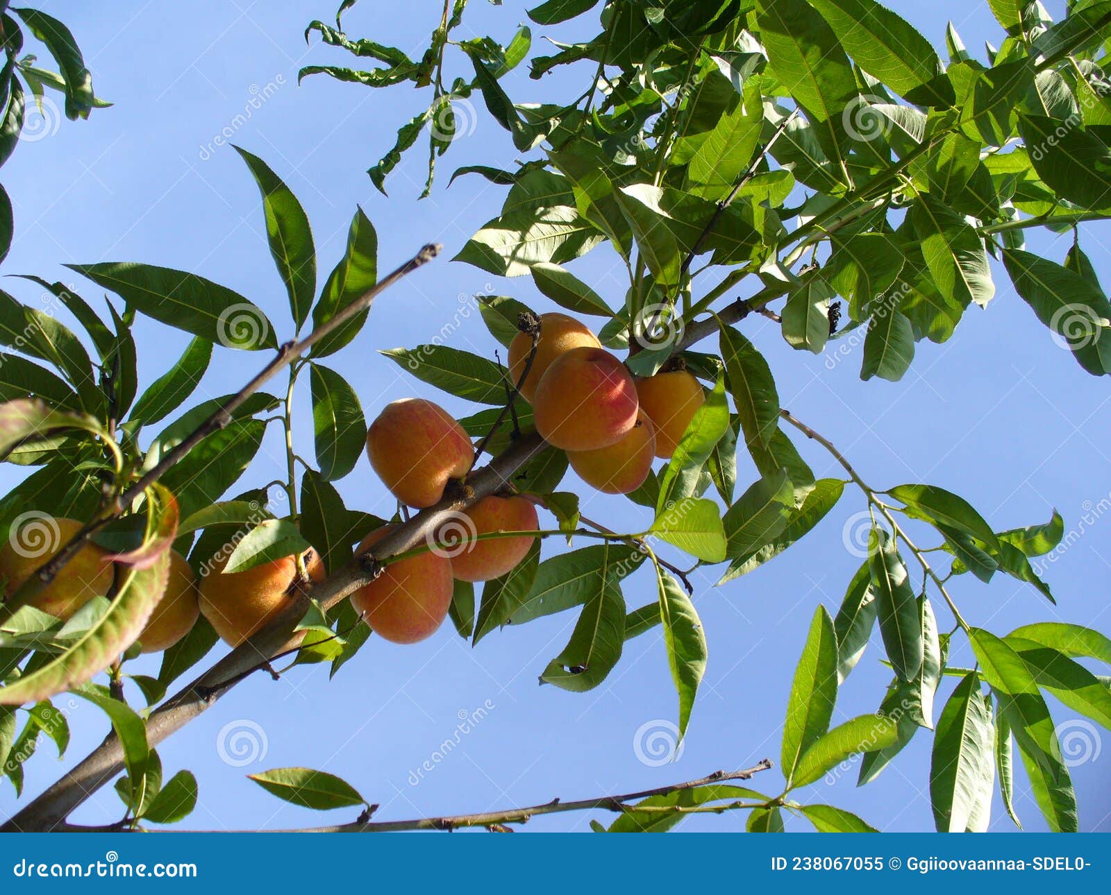 Colorful Naturally Sun Ripened Peach Fruits On Tree Against Sunny Sky