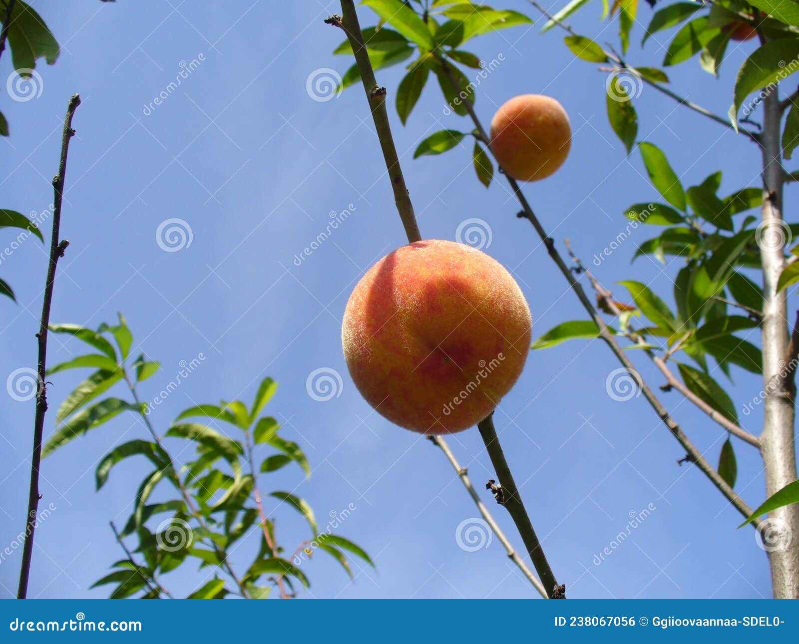 Colorful Naturally Sun Ripened Peach Fruits On Tree Against Sunny Sky