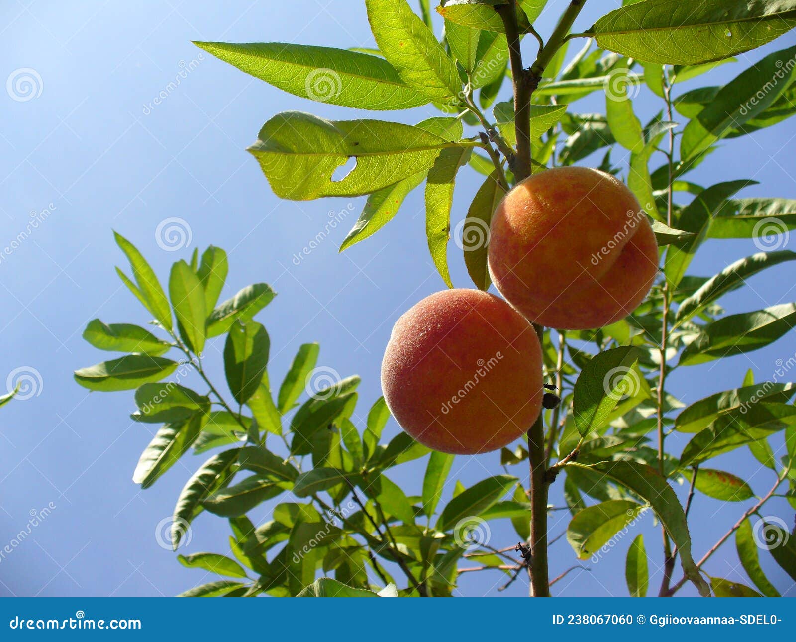 Colorful Naturally Sun Ripened Peach Fruits On Tree Against Sunny Sky