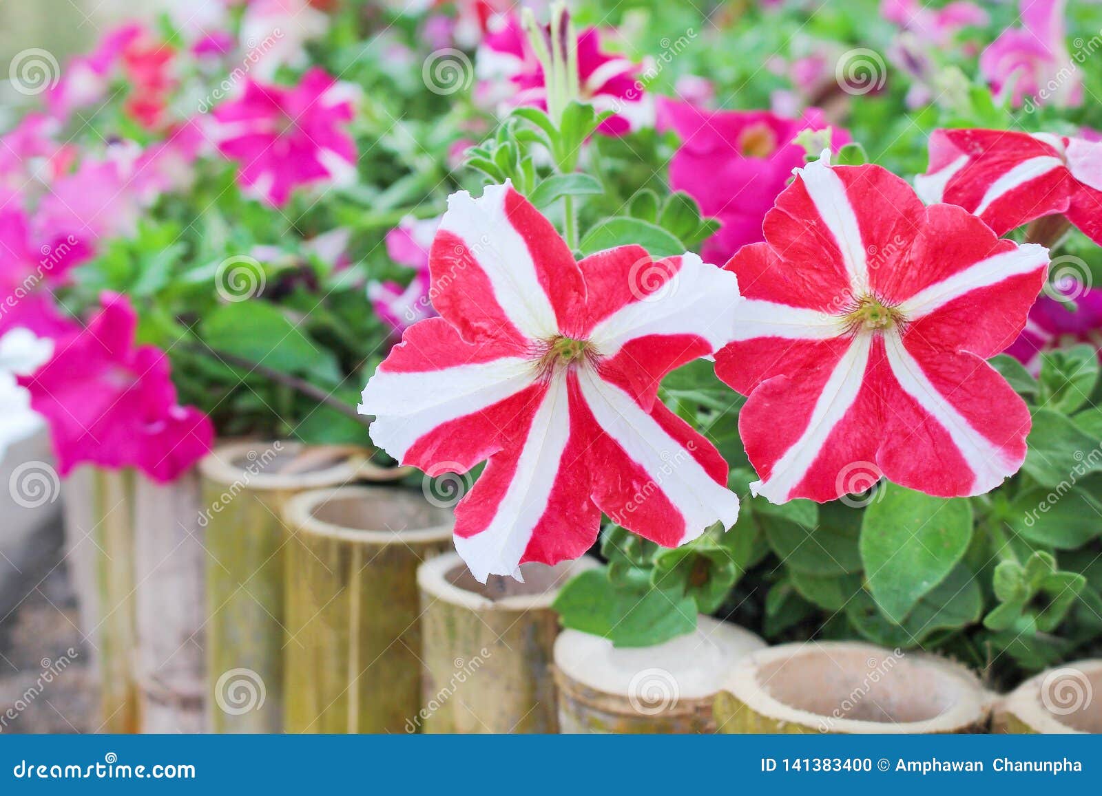 Colorful Nature Patterns of Red or Pink Petunia Flowers with White Striped Blooming in - of freshness, nature: 141383400