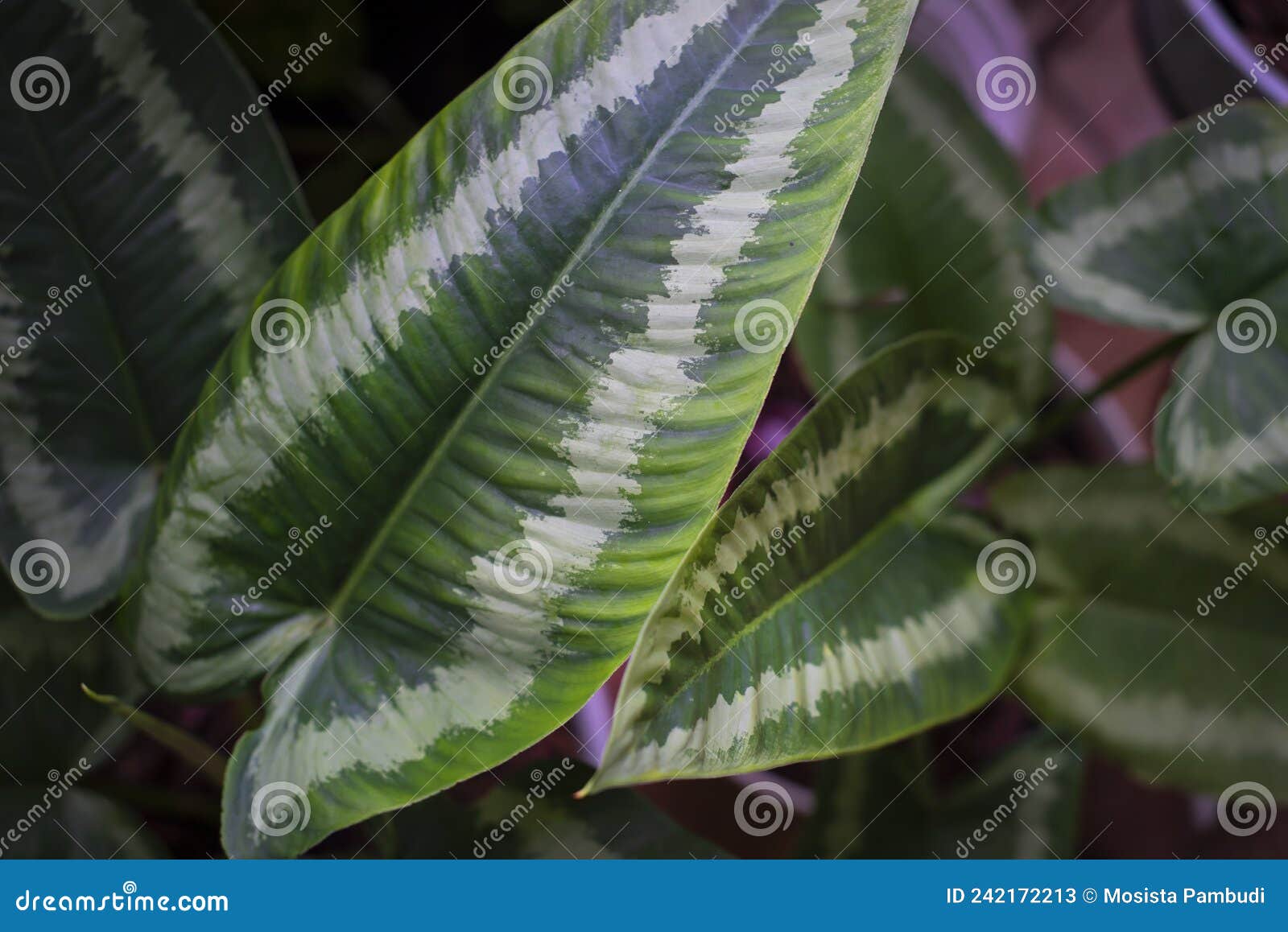 schismatoglottis wallichi leaf in the garden.