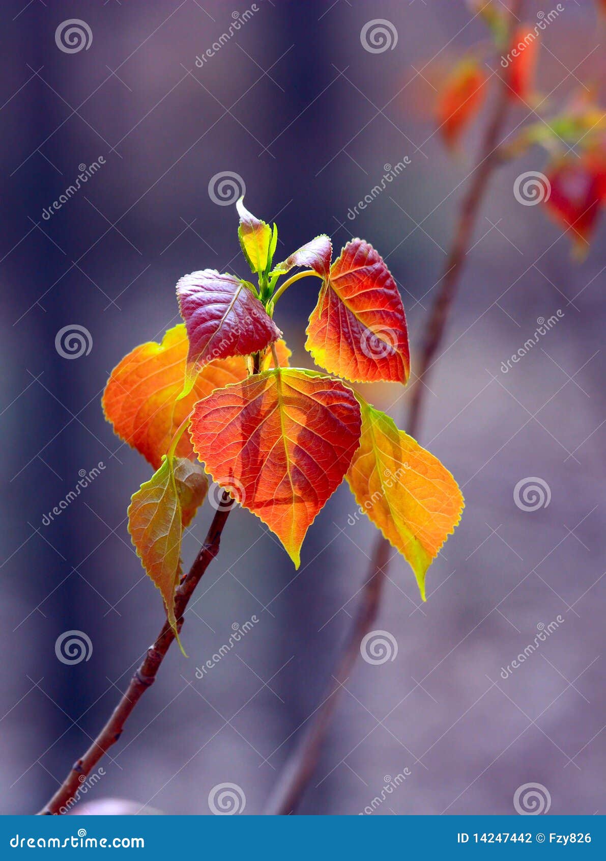 Colorful new leaf stock photo. Image of natural, planting - 14247442