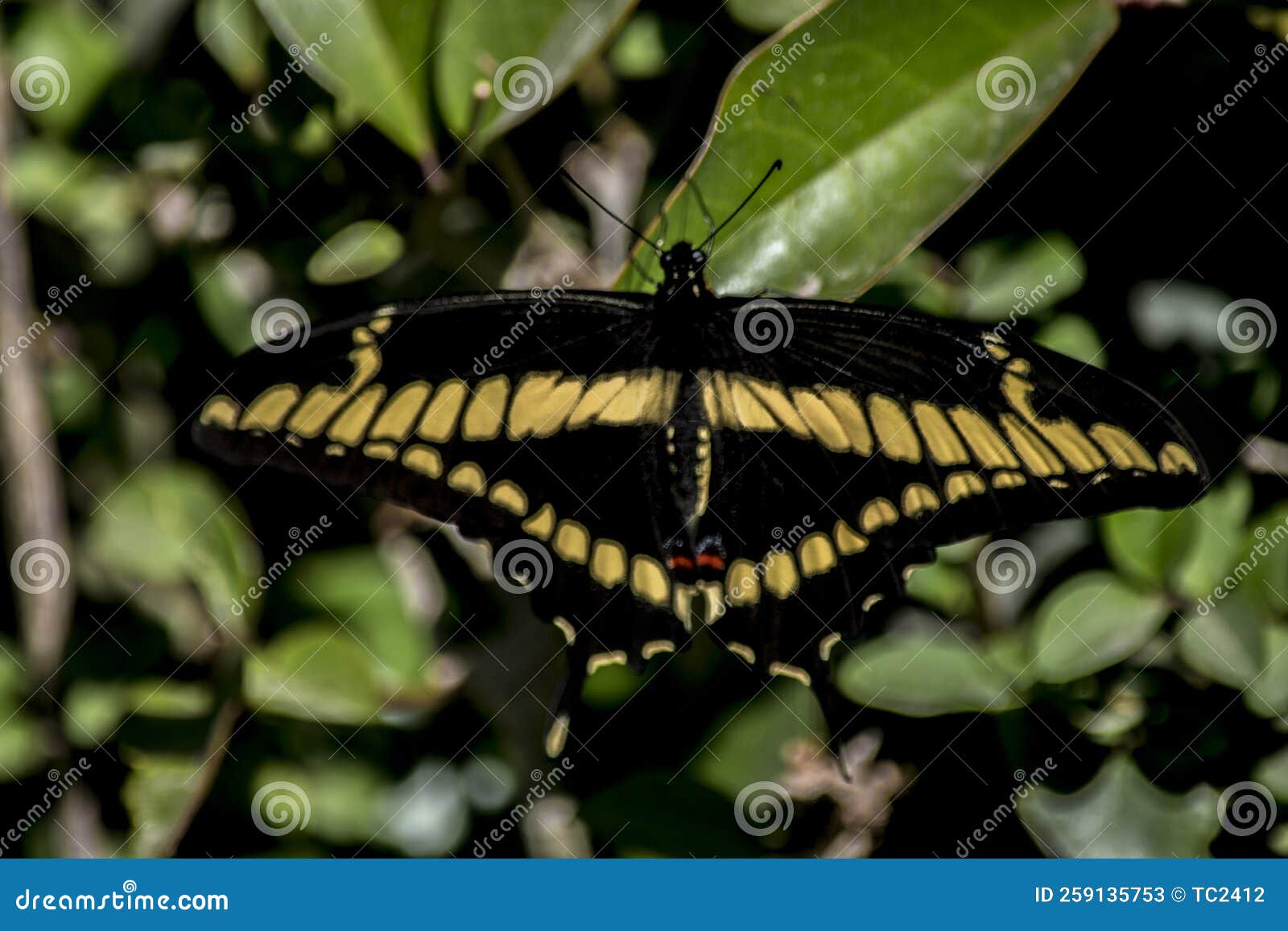 colorful orange butterfly papilio thoas