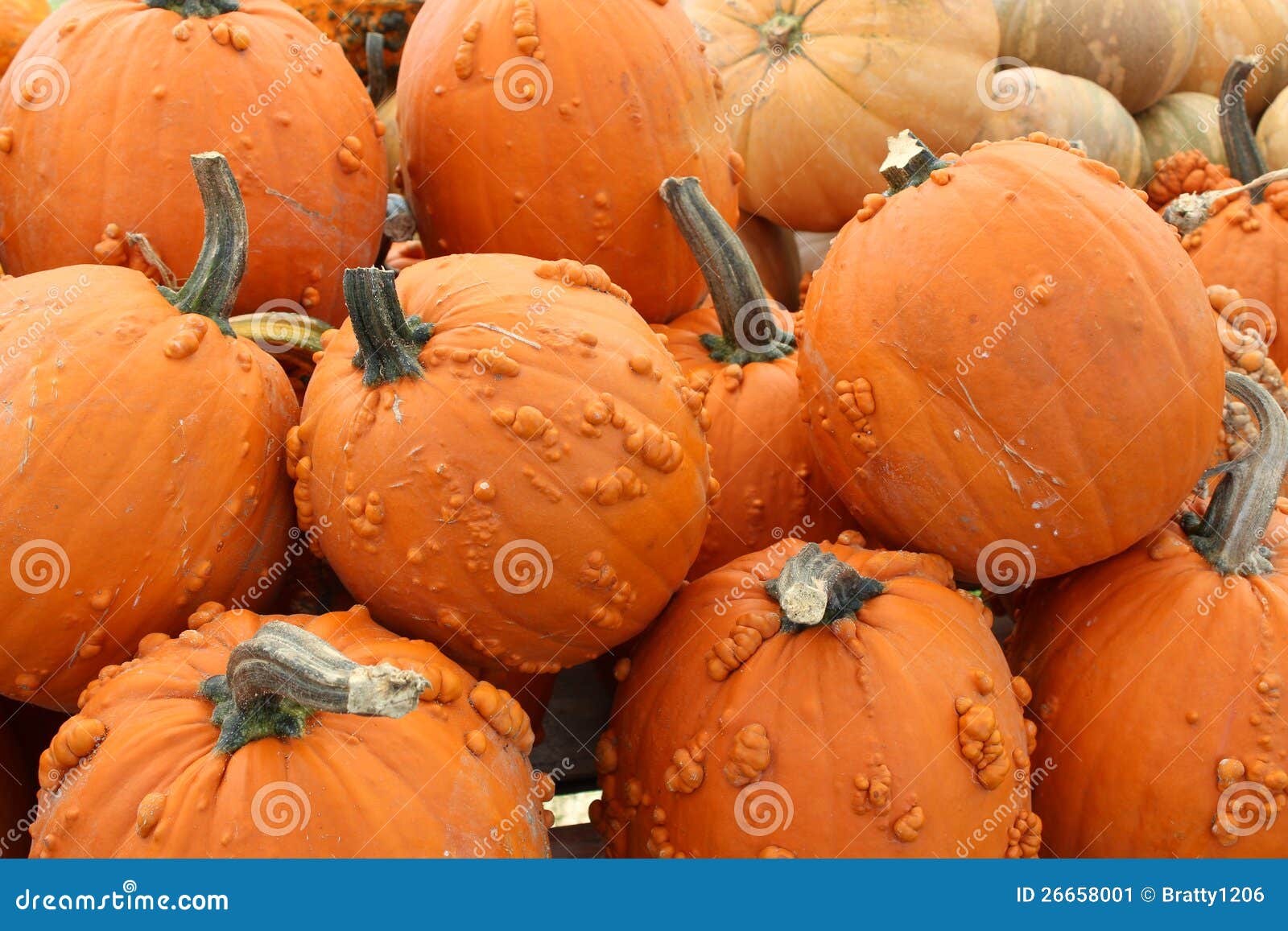 Colorful Orange Knucklehead Pumpkins Stock Image Image of carving, pumpkin 26658001