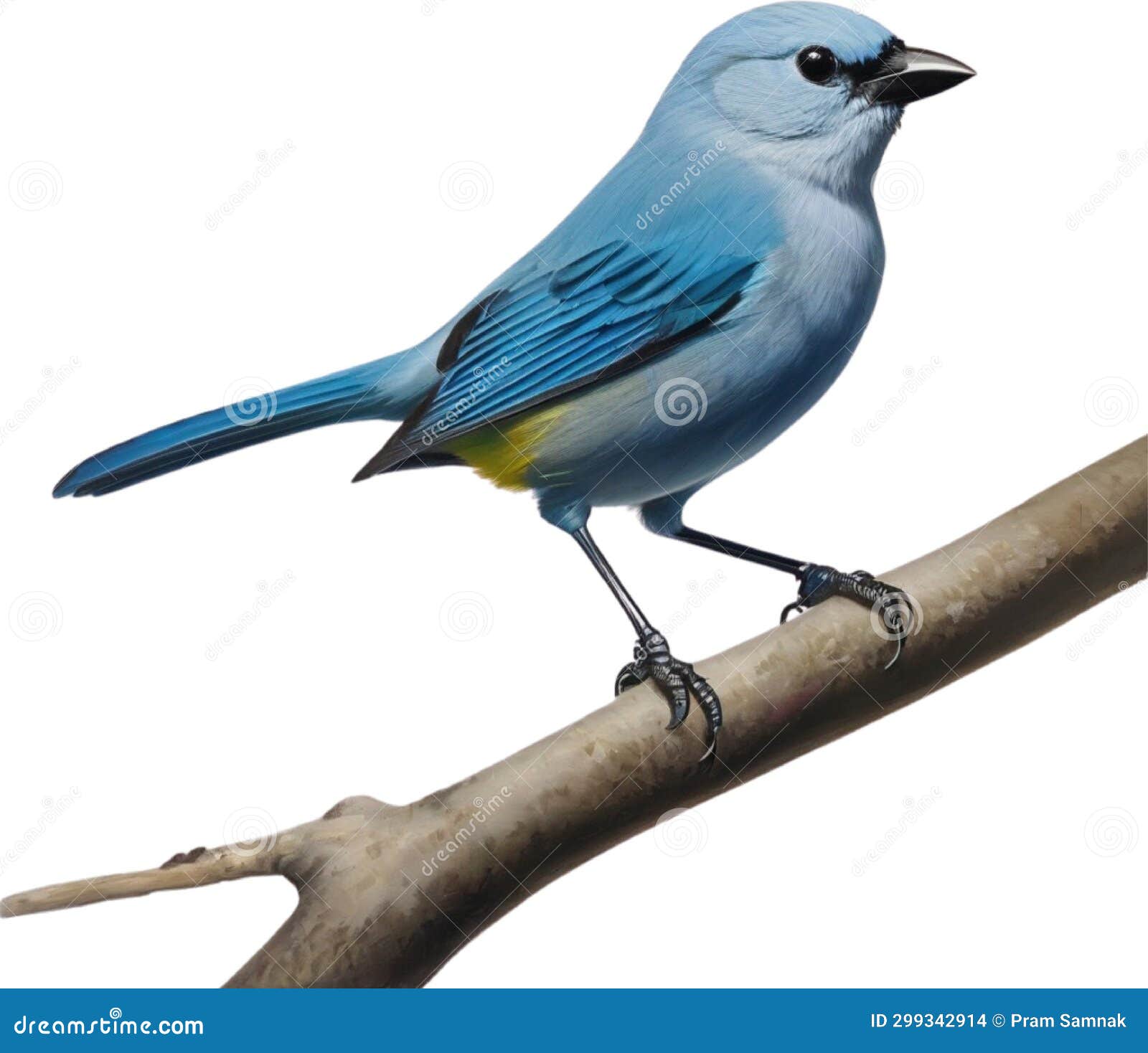 a colorful painting of blue-gray tanager bird. ai-generated.