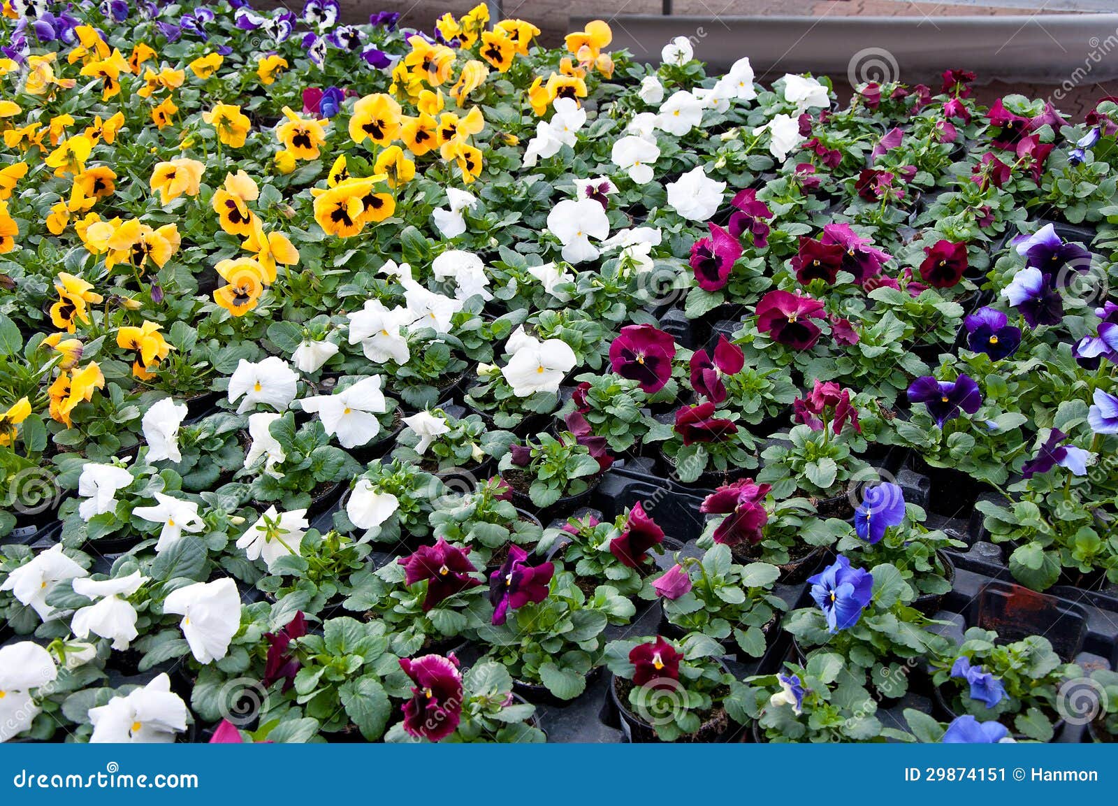 Selection of Pansies for Sale Stock Image Image of glasshouse