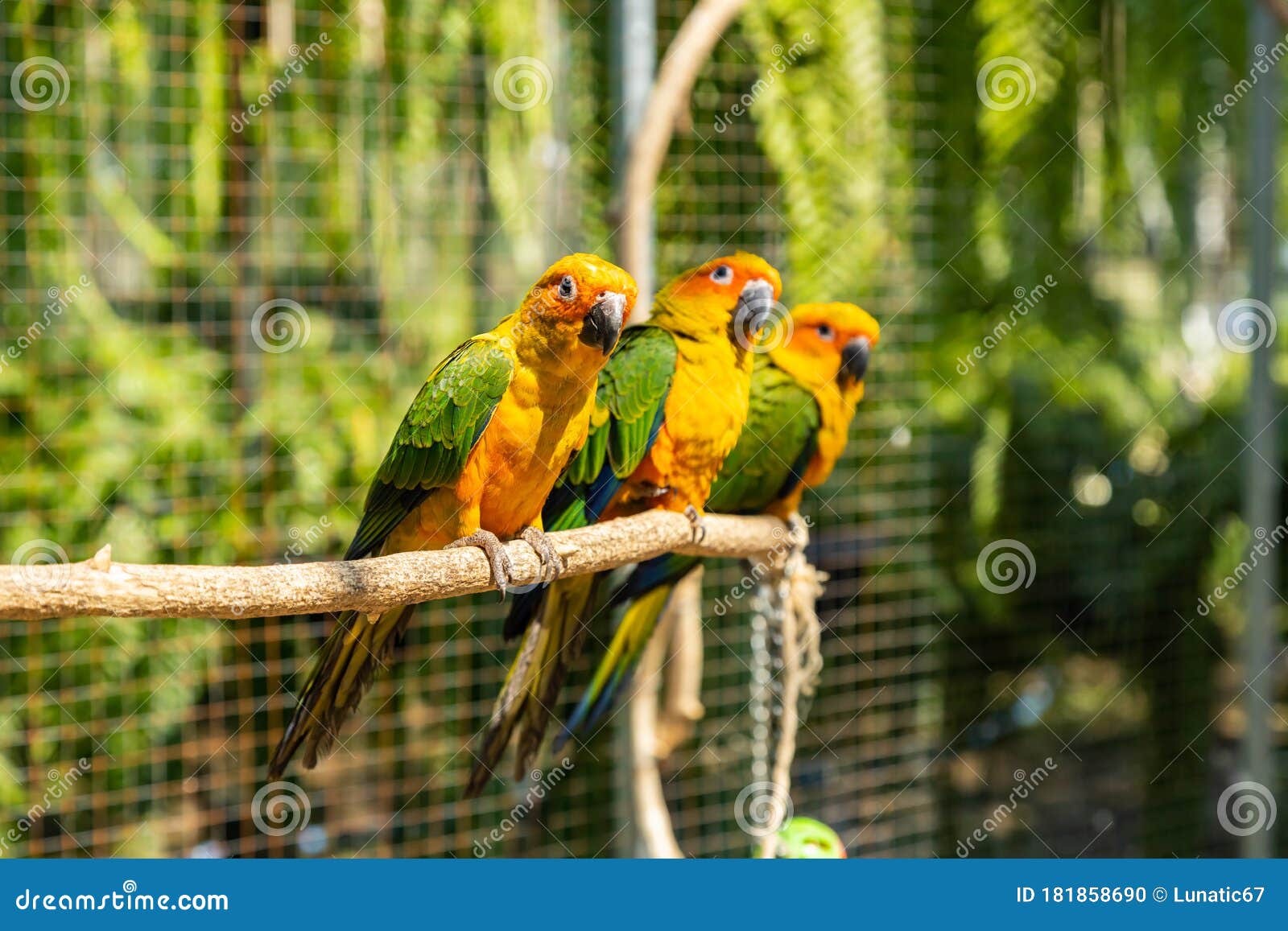 Colorful Parakeet in a Cage Stock Photo Image of group, animal 181858690