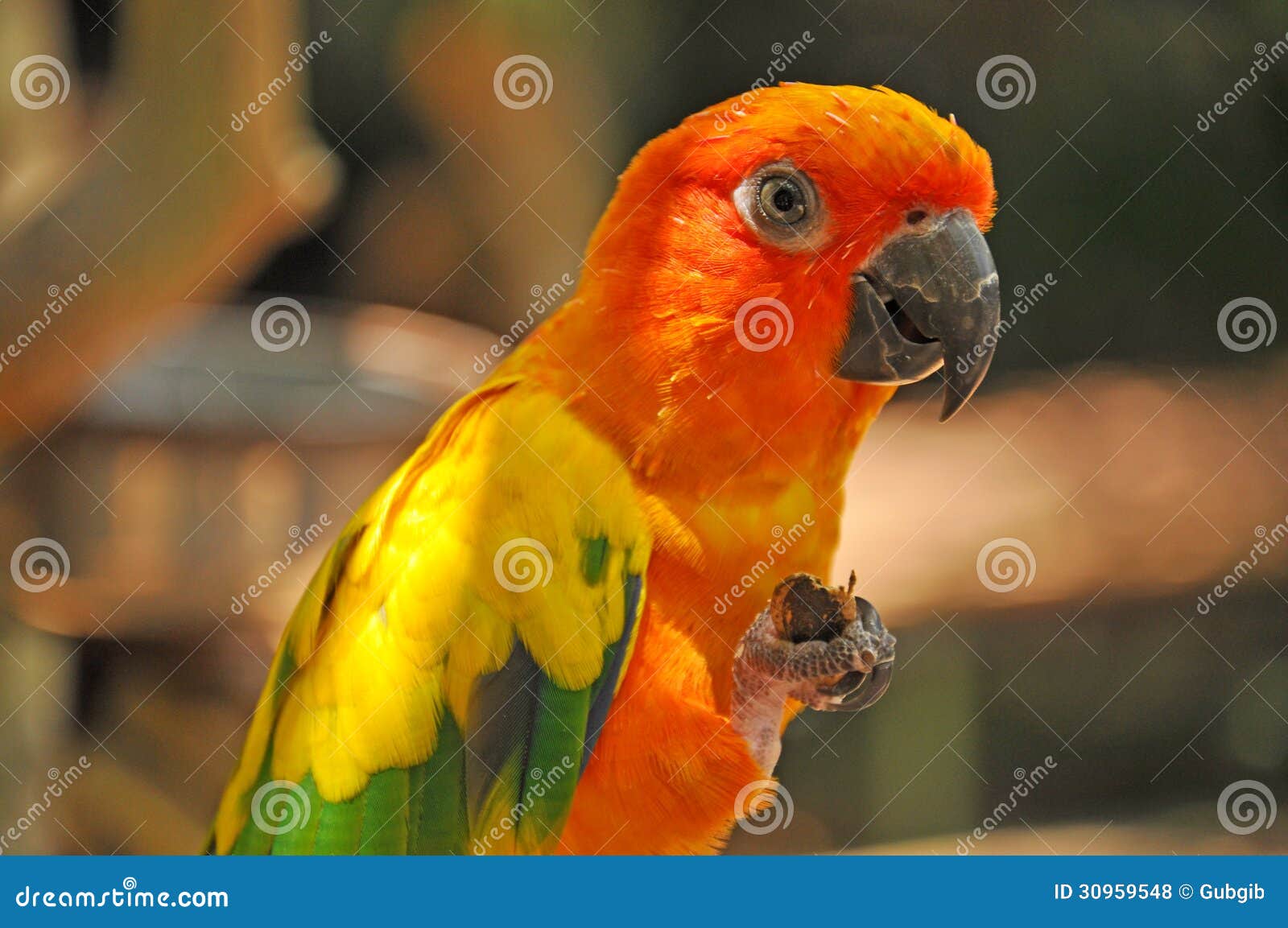 A colorful parrot stock photo. Image of wood, grow, poultry 30959548