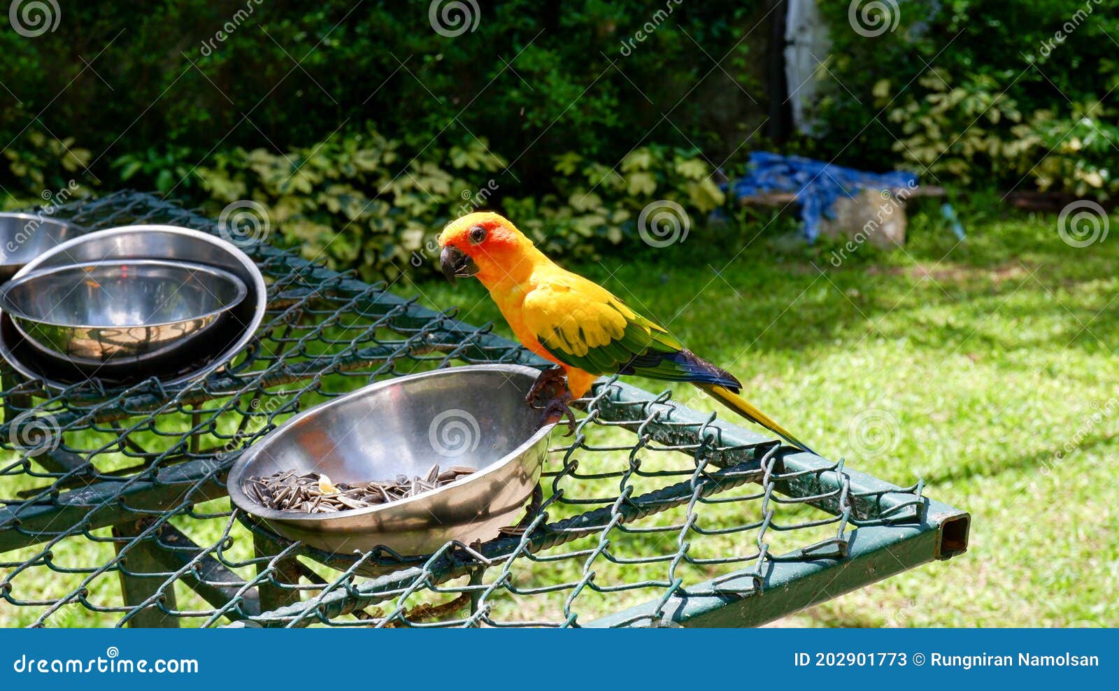 A Colorful Parrot Eating Food in Bowl Stock Image Image of bird, cute