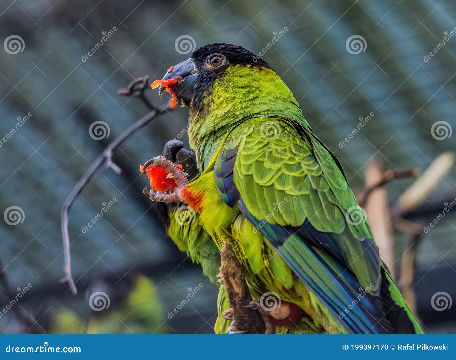 Colorful Parrot Eating Fruit Stock Photo Image of eats, body 199397170