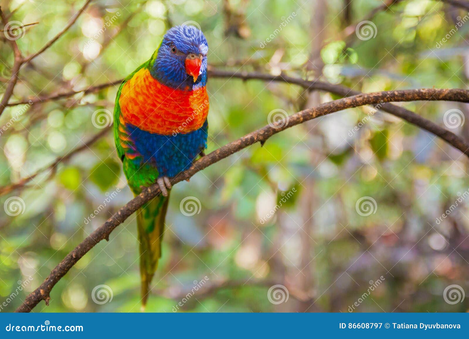 colorful parrot in loro park, tenerife