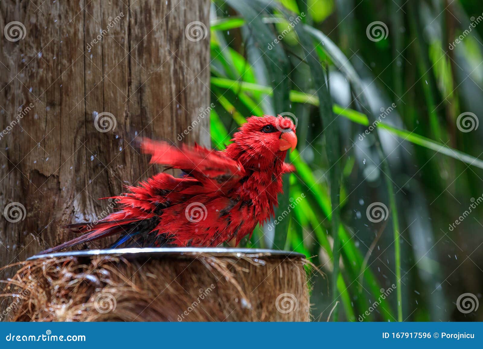 colorful parrot in loro park in tenerife, spain